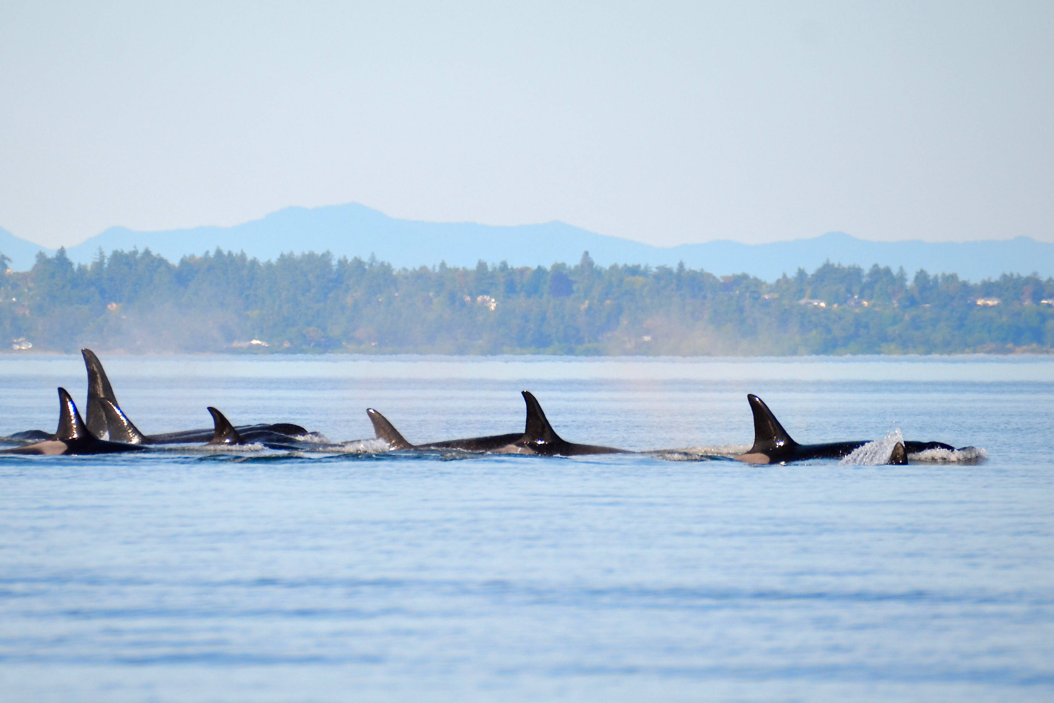 Amerika Washington San Juan Orka