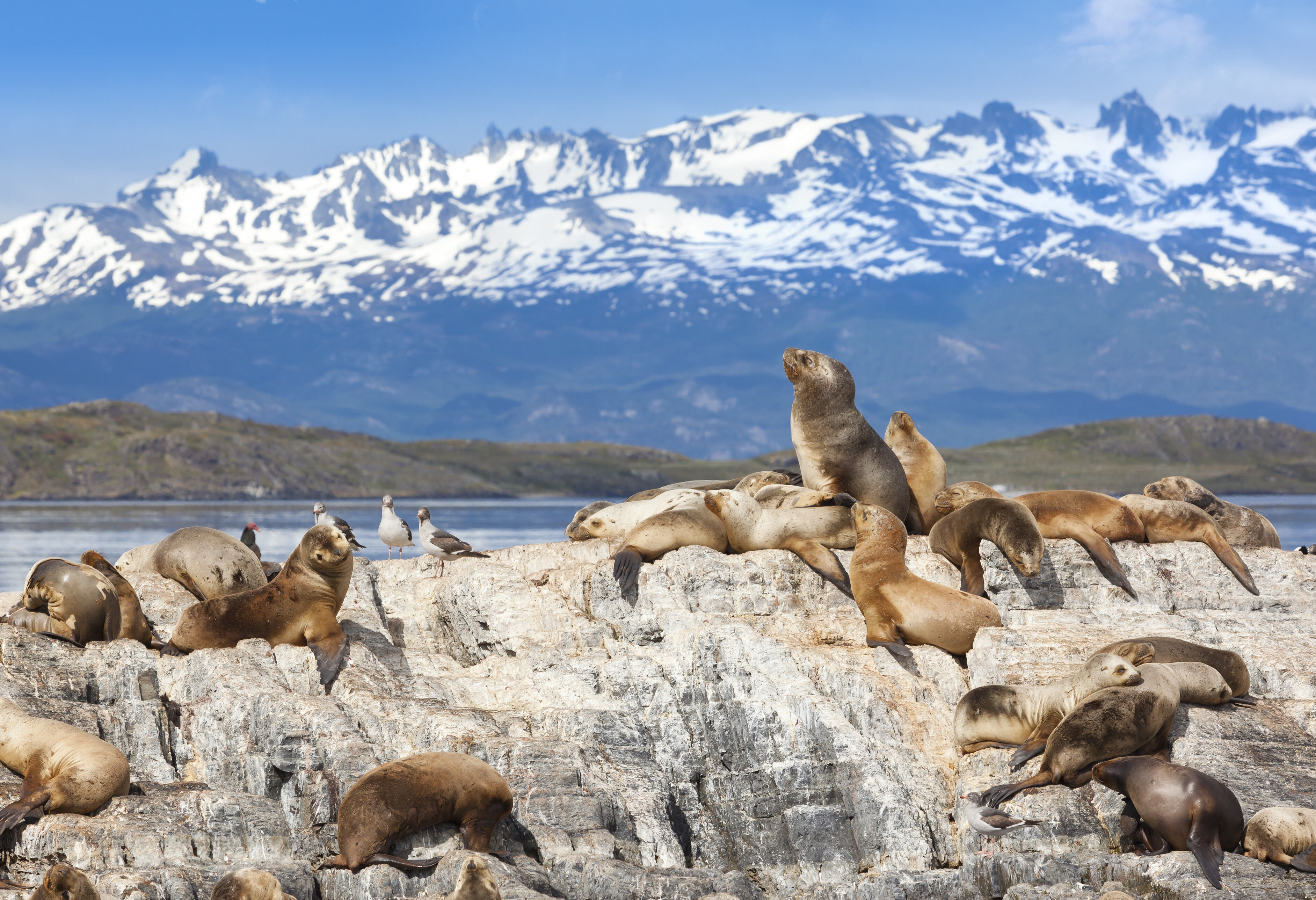 Zeeleeuwen Tierra del Fuego national Park