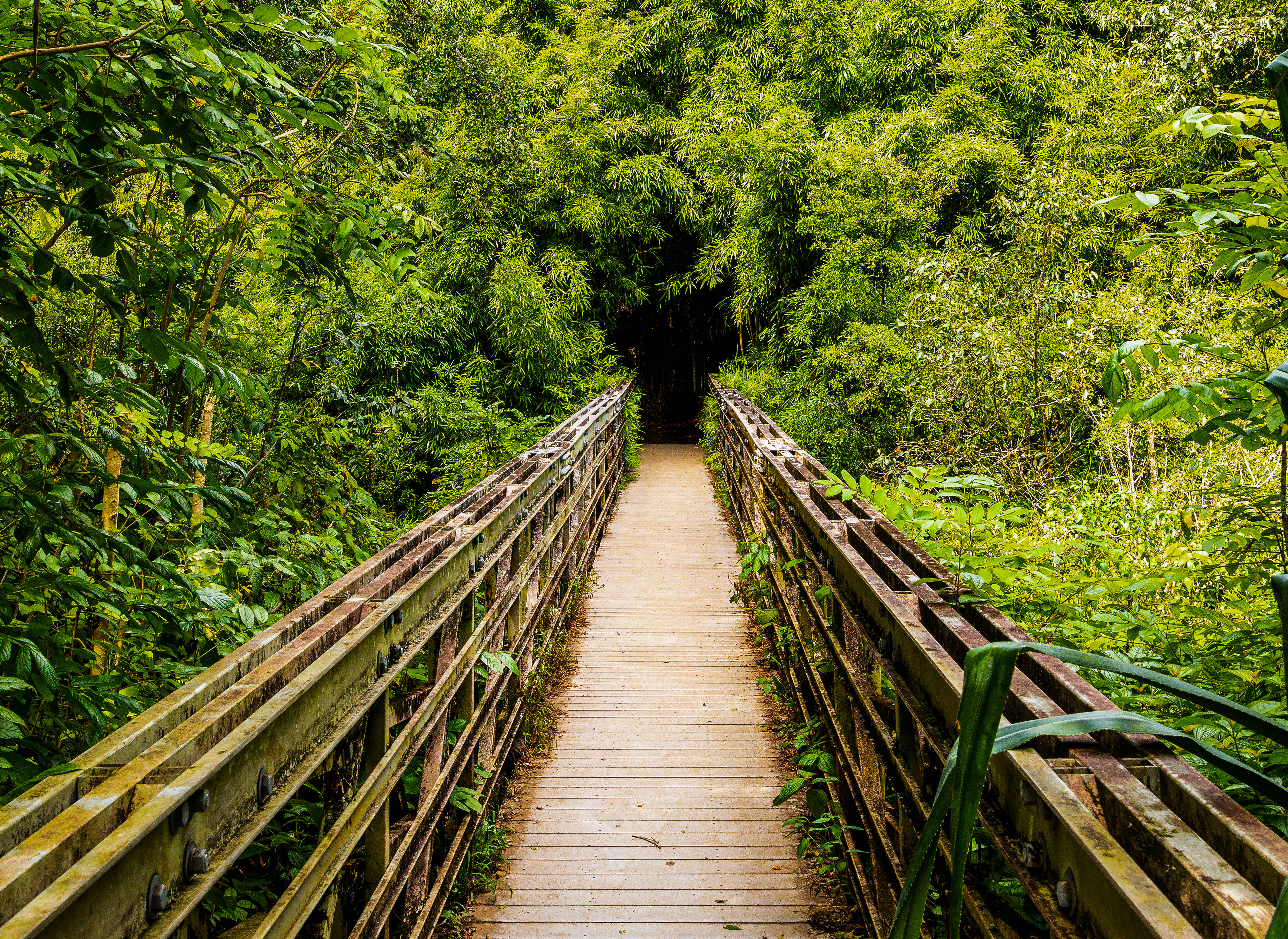 Hawaii-Maui-Pipewall-Trail