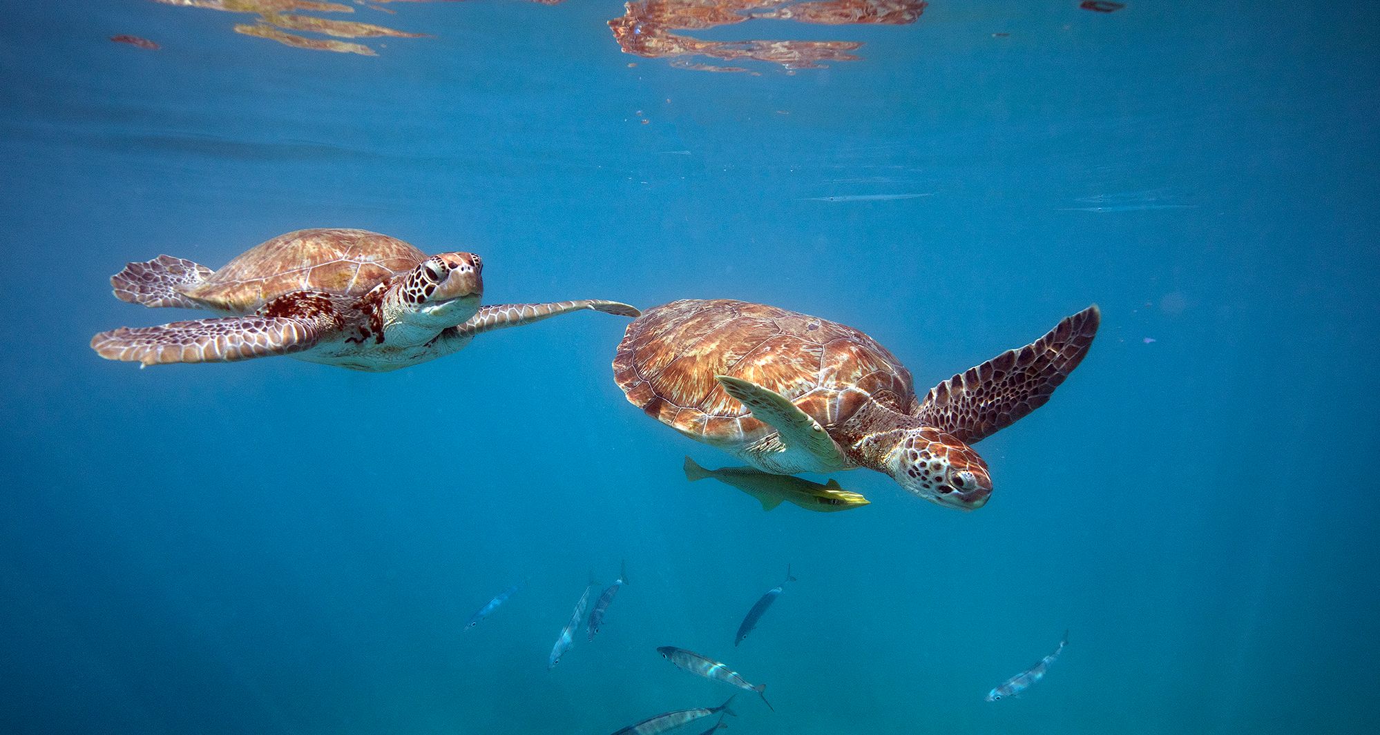 Barbados-schildpadden