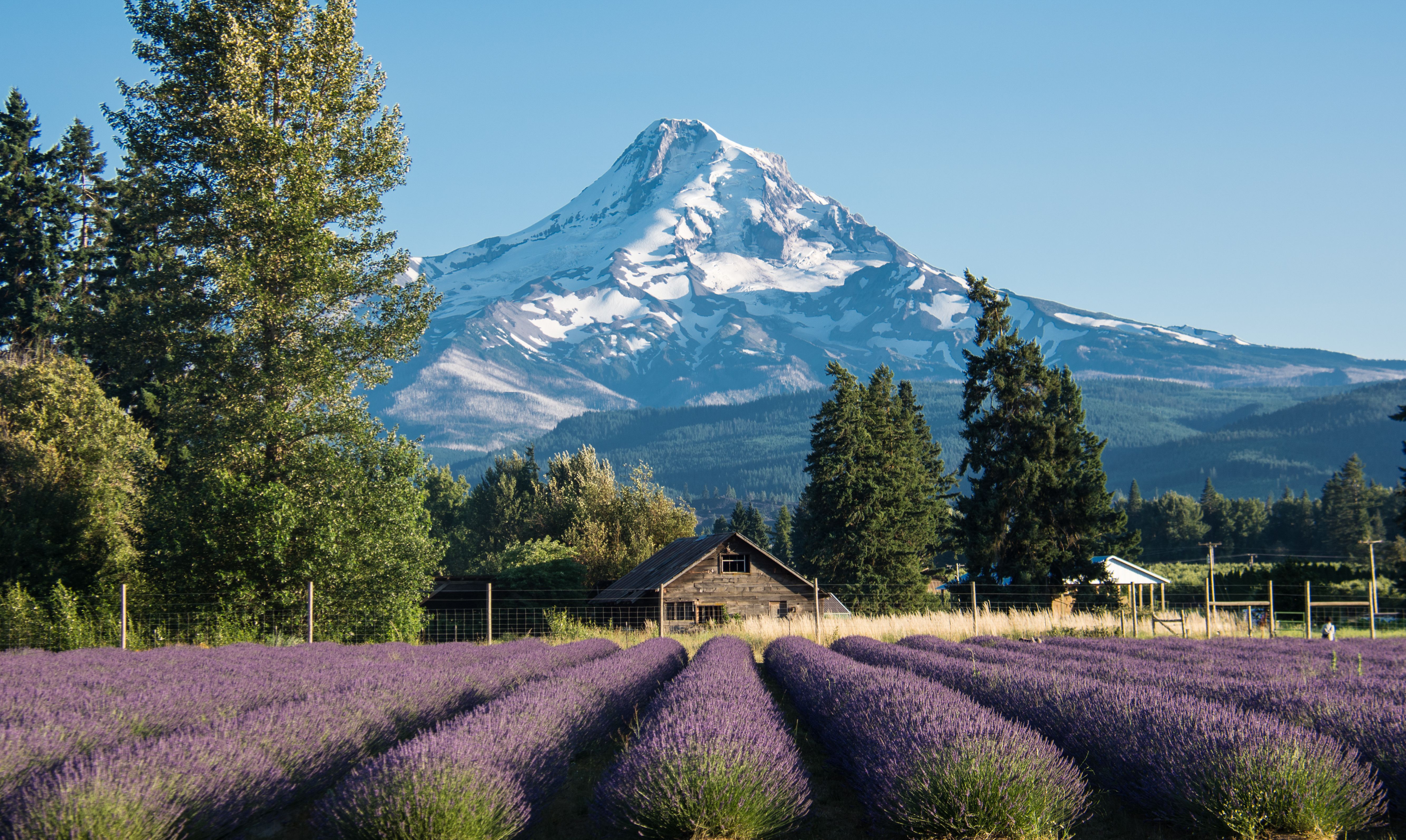 Amerika-Oregon-Mt-Hood-Lavendel-veld