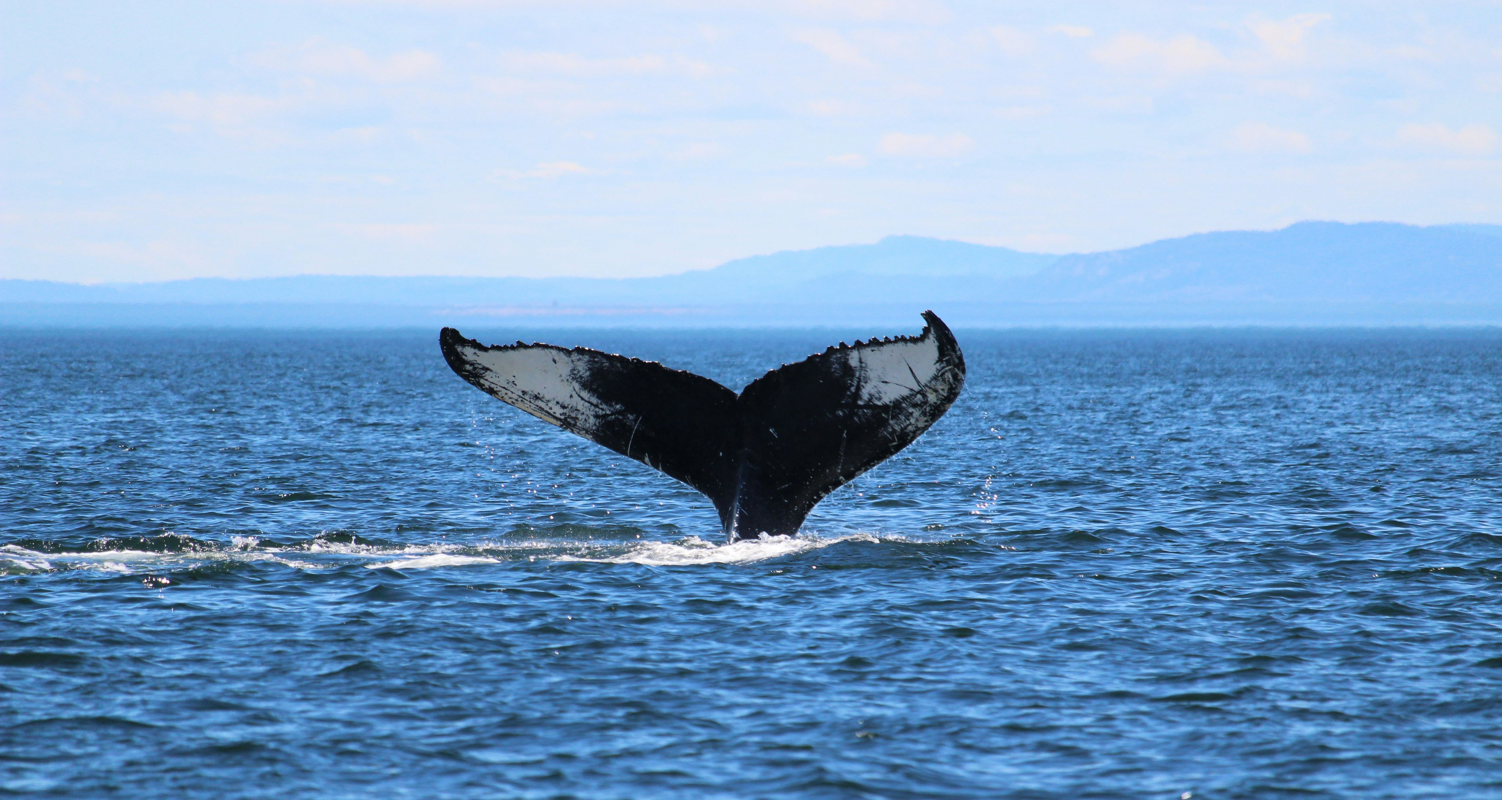 Amerika-walvis-spotten