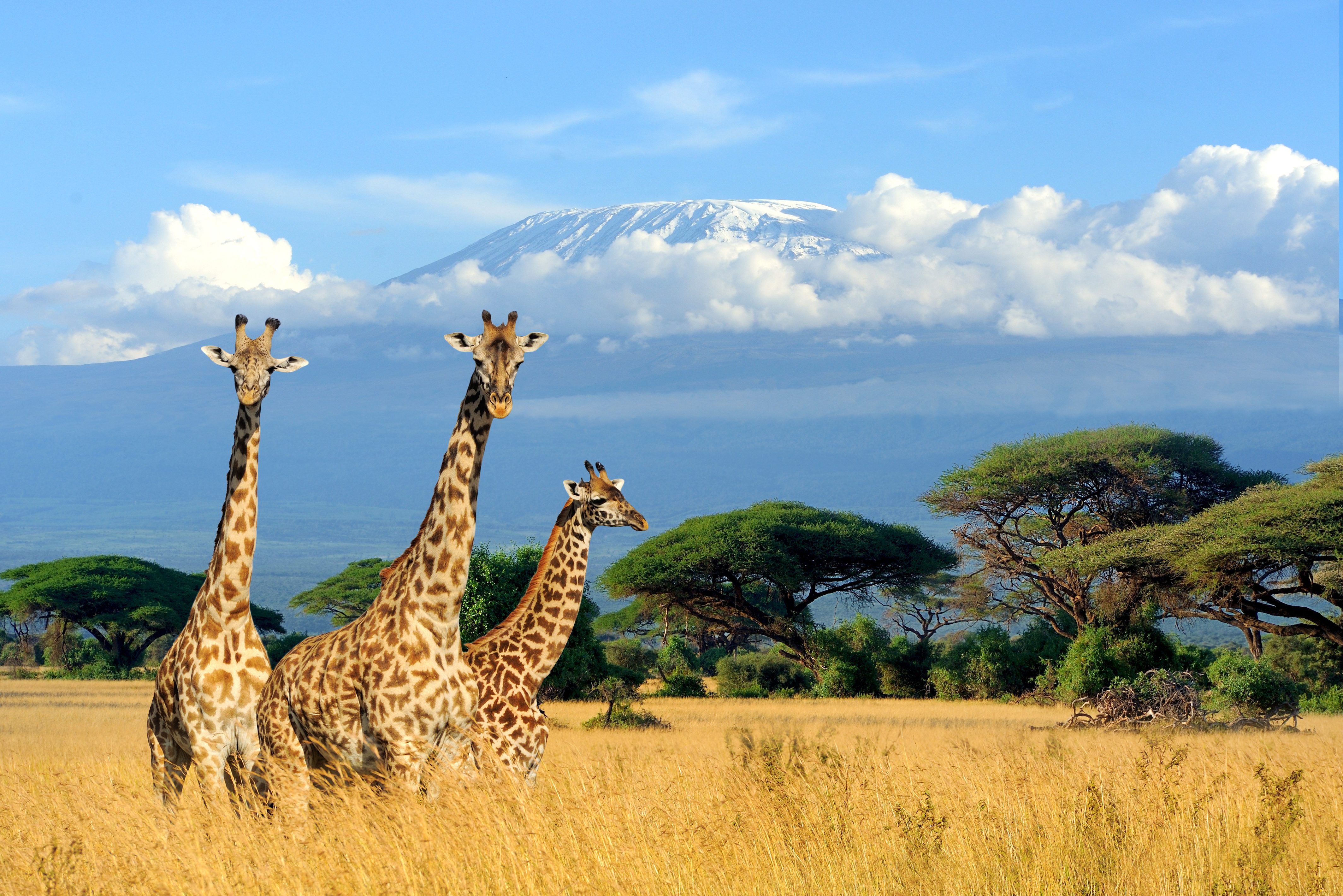 Giraffen in het Amboseli National Park in Kenia
