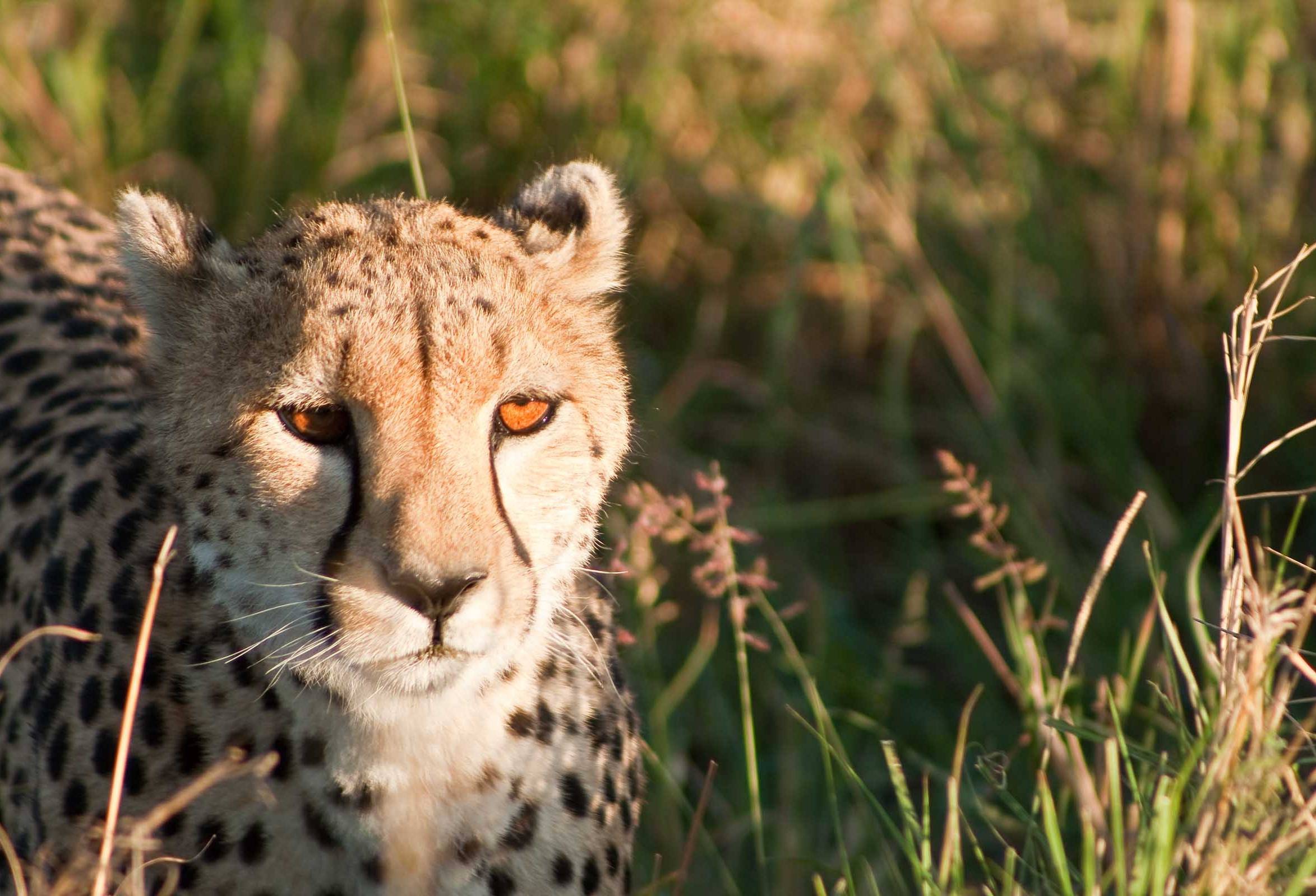 Jachtluipaard in de Masai Mara in Kenia