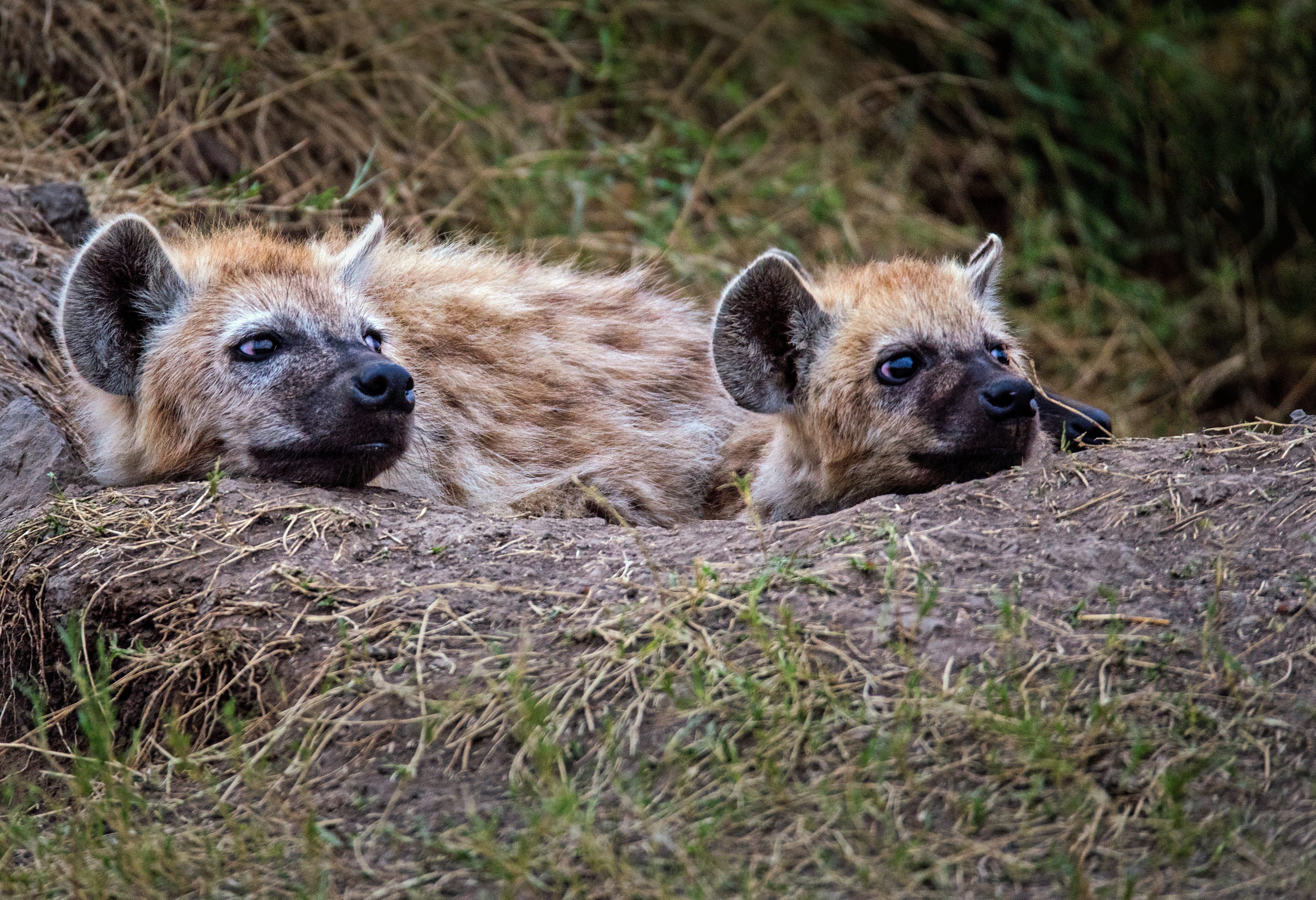 Hyena's in het Masai Mara National Reserve in Kenia