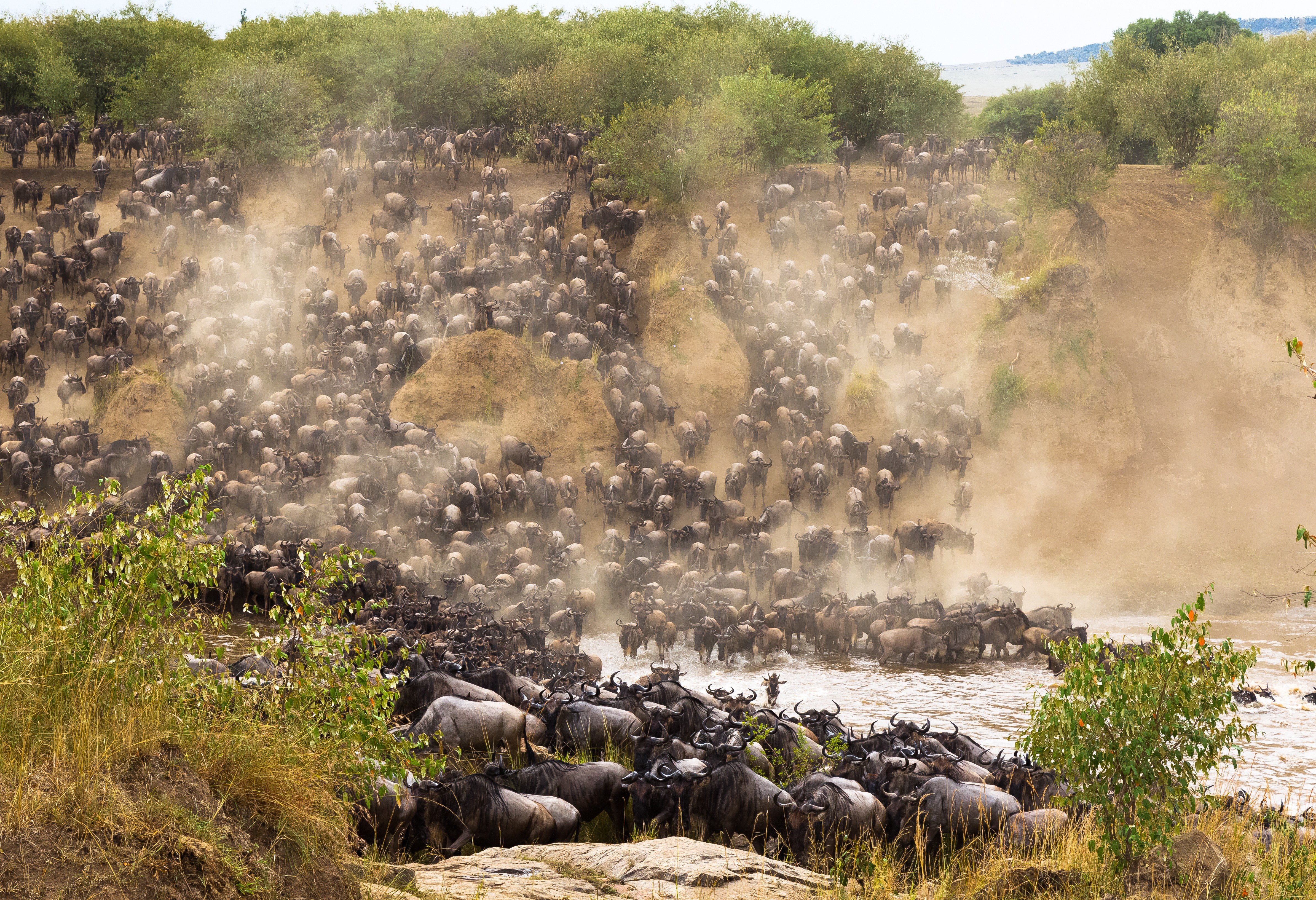 Wildebeesten steken de rivier over tijdens de grote trek in de Masai Mara in Kenia
