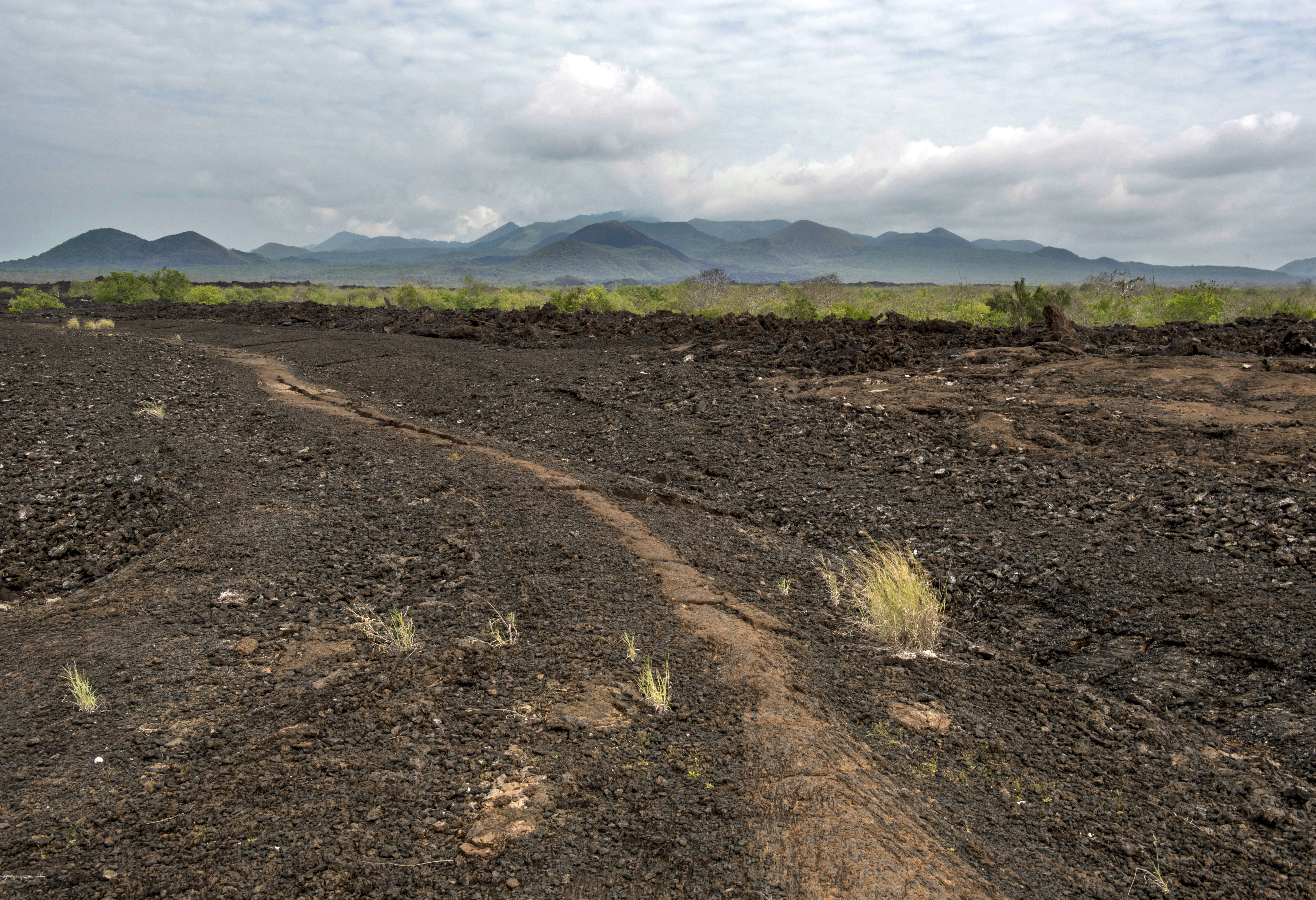Lava pad in het Tsavo West National Park in Kenia