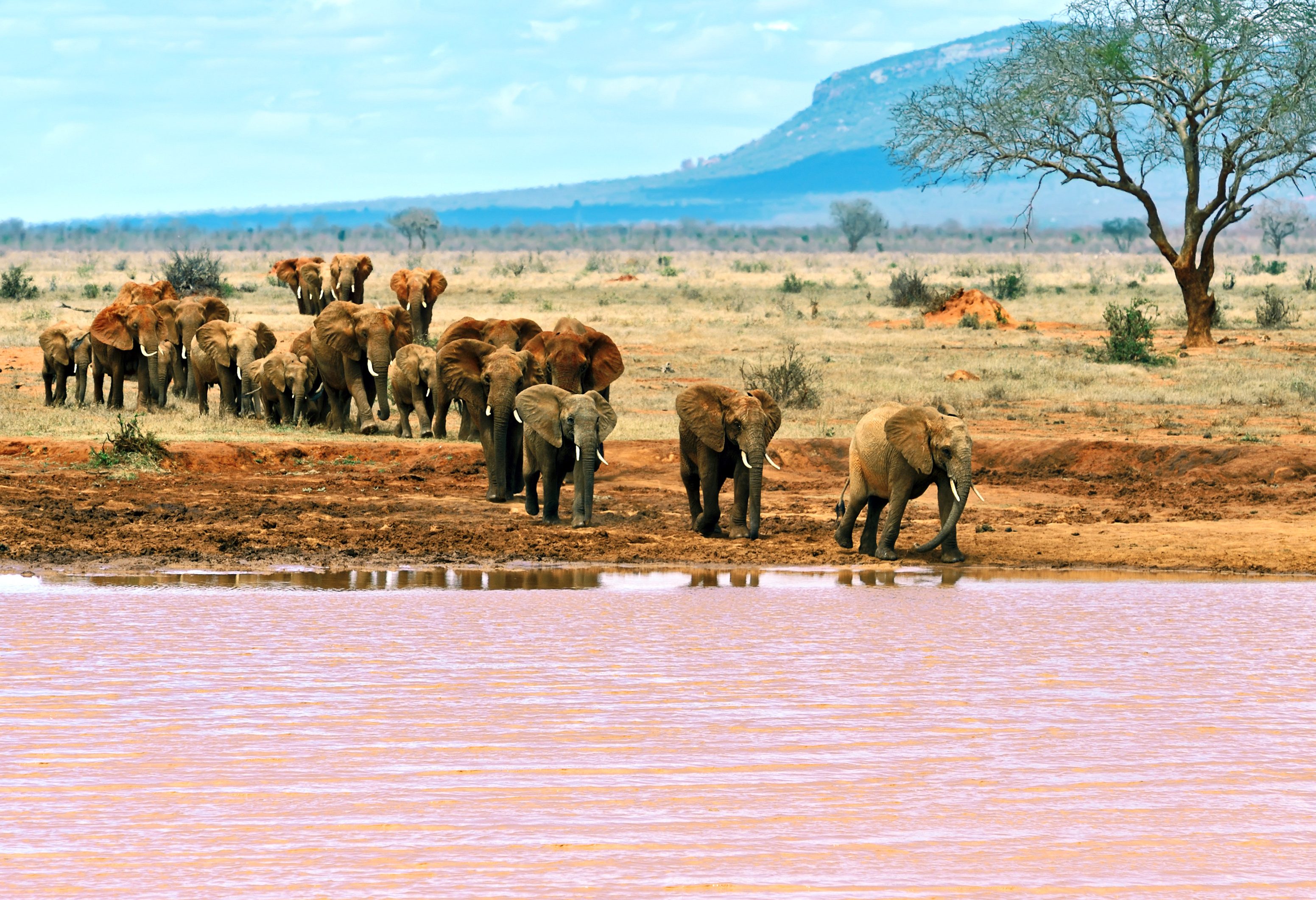Groep olifanten in het Tsavo East National Park in Kenia
