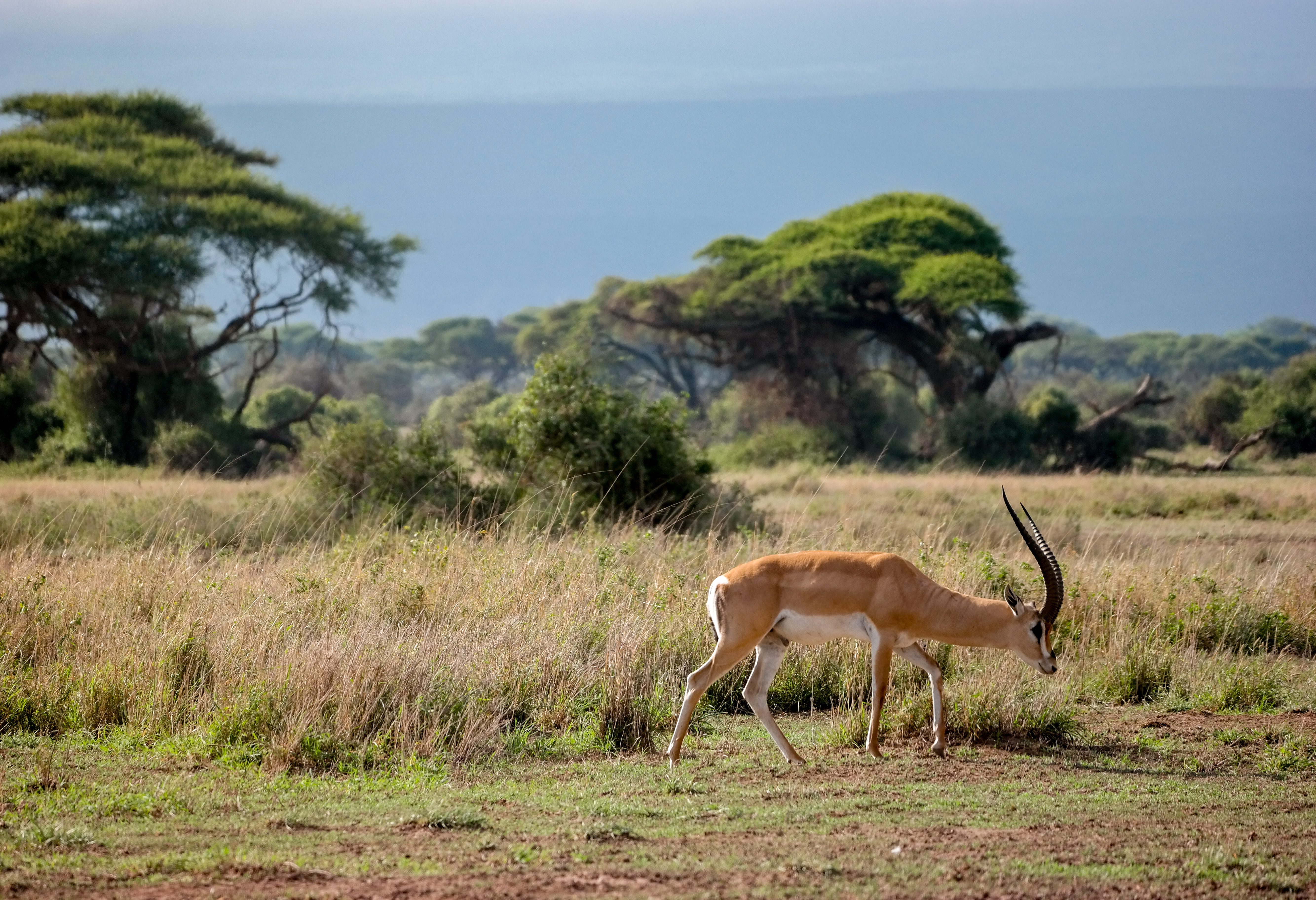 Gazelle in het Tsavo West National Park in Kenia
