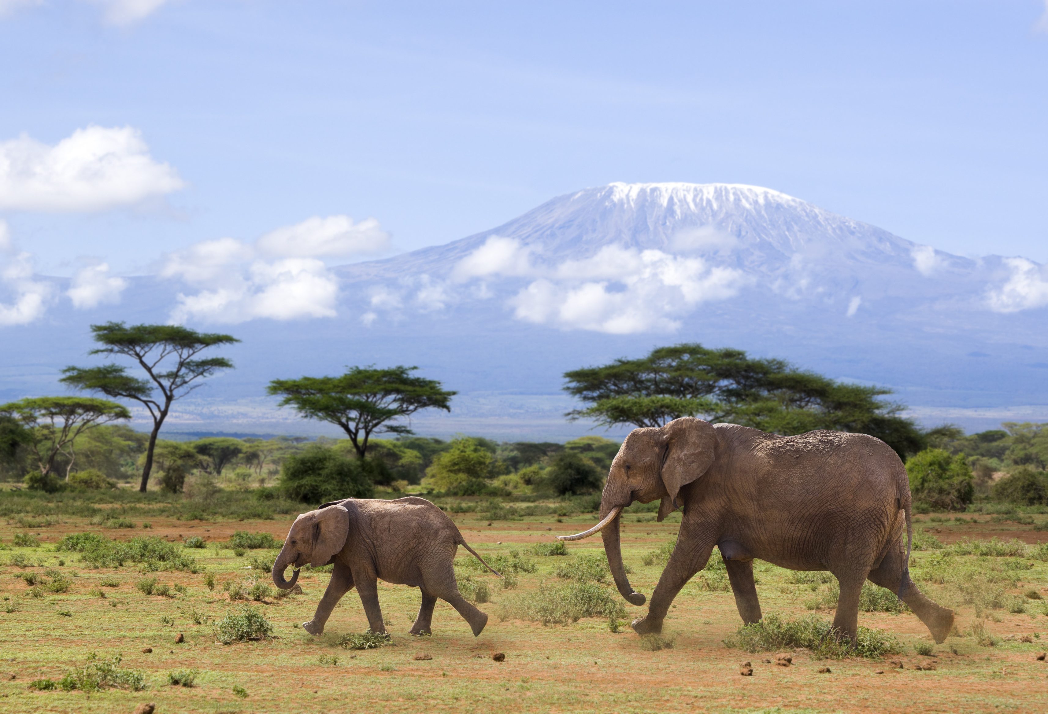 Olifanten in het Amboseli National Park in Kenia