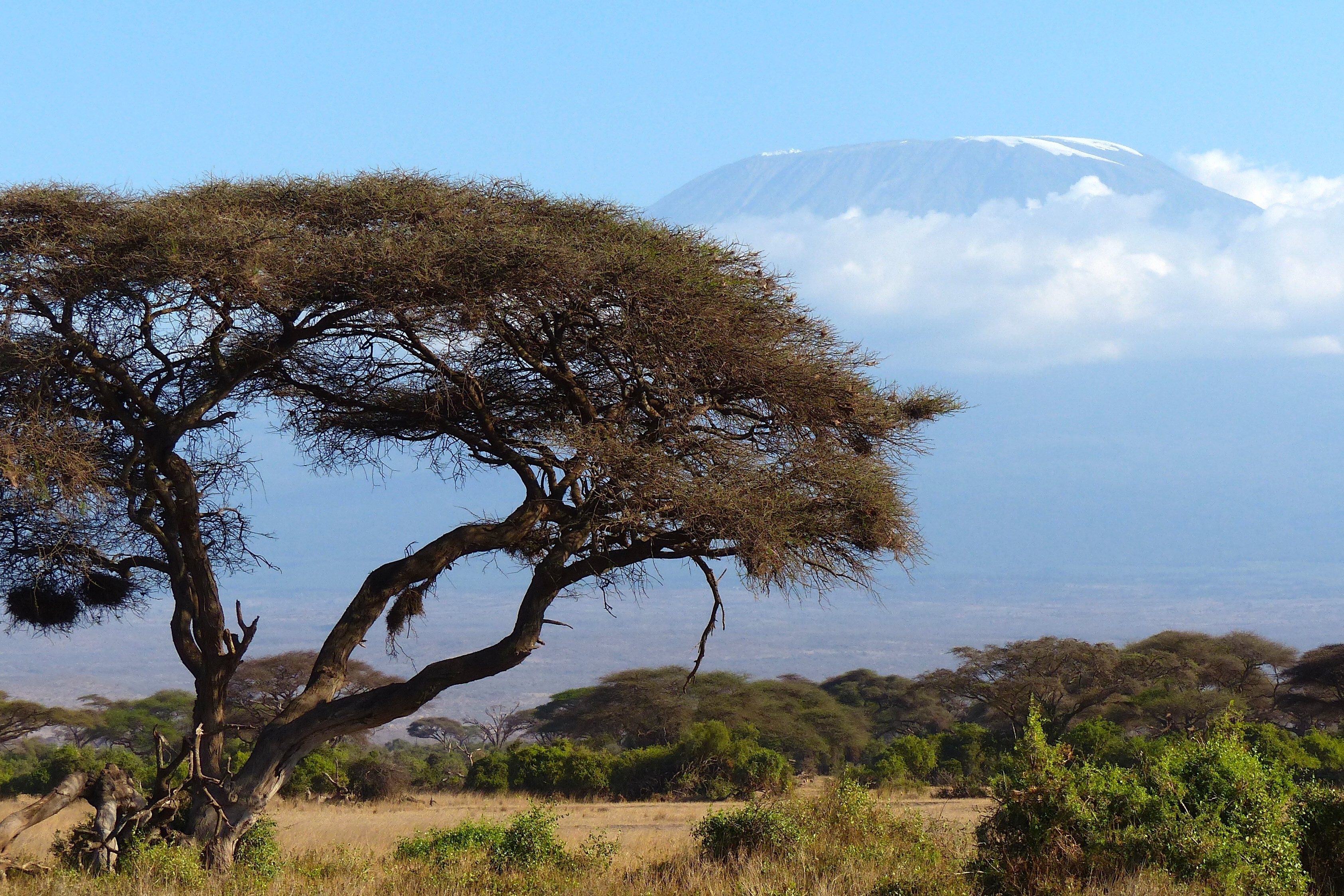 Landschap in het Amboseli National Park in Kenia