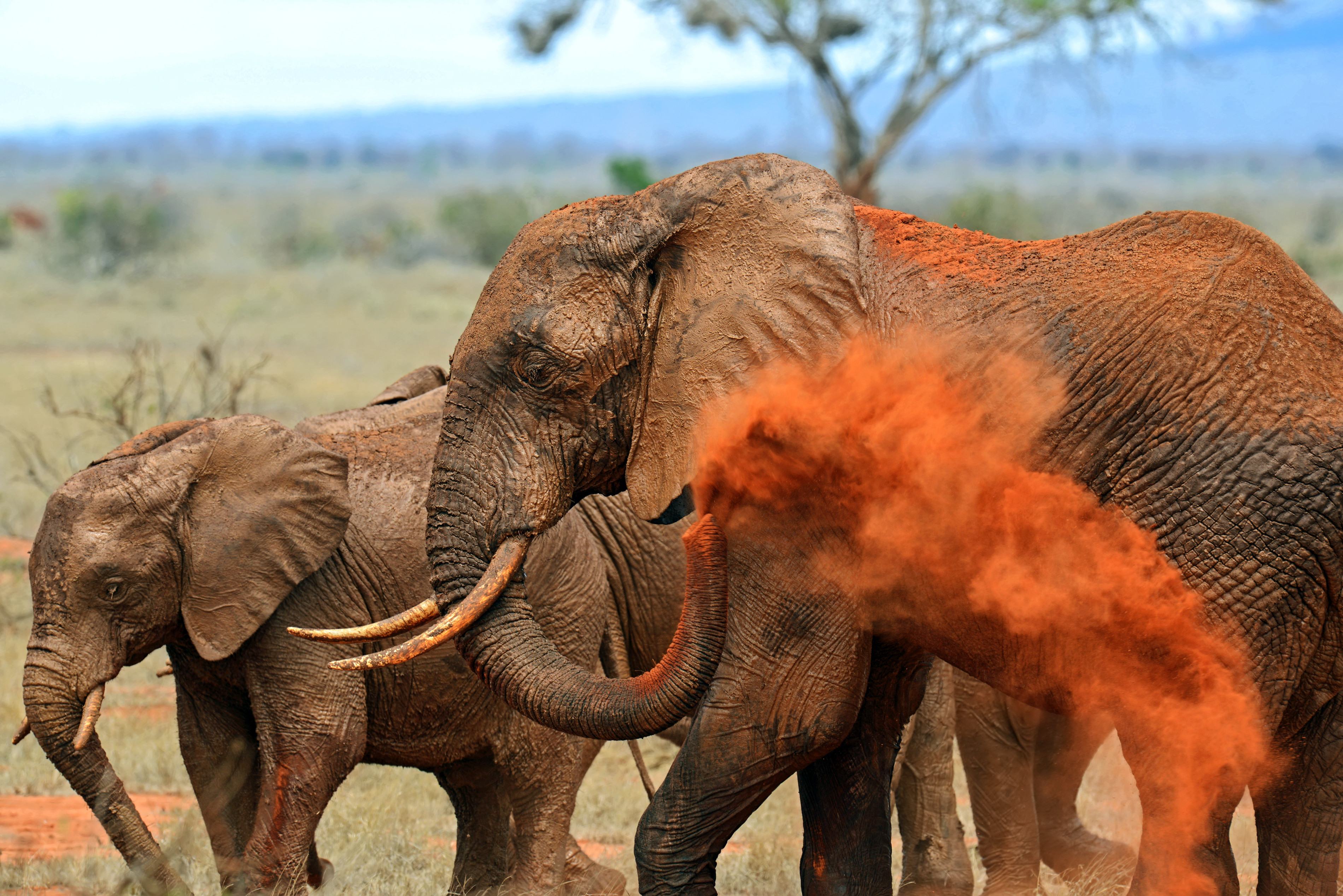 Tour Kenia Safari Tsavo En Amboseli National Park 5 Dagen 333travel