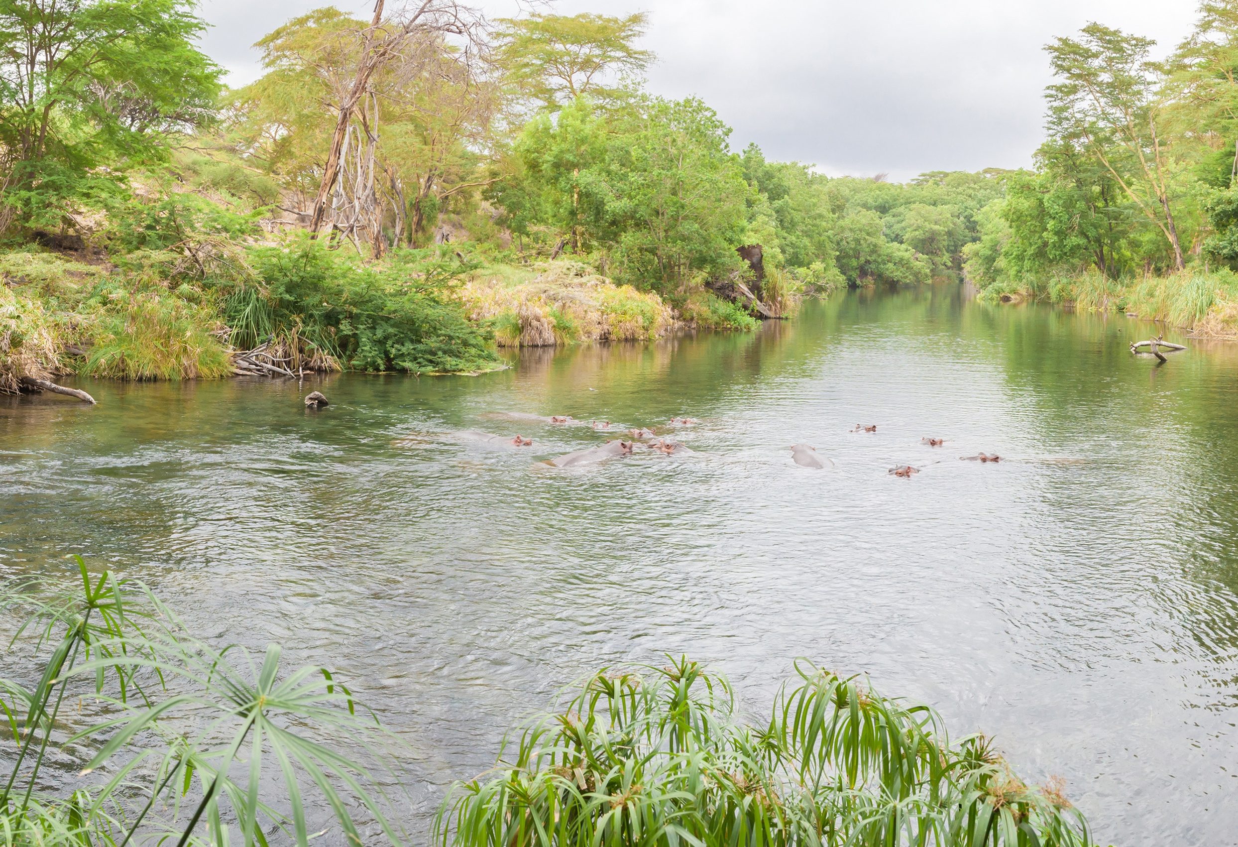 Mzima Springs in Tsavo West National Park in Kenia