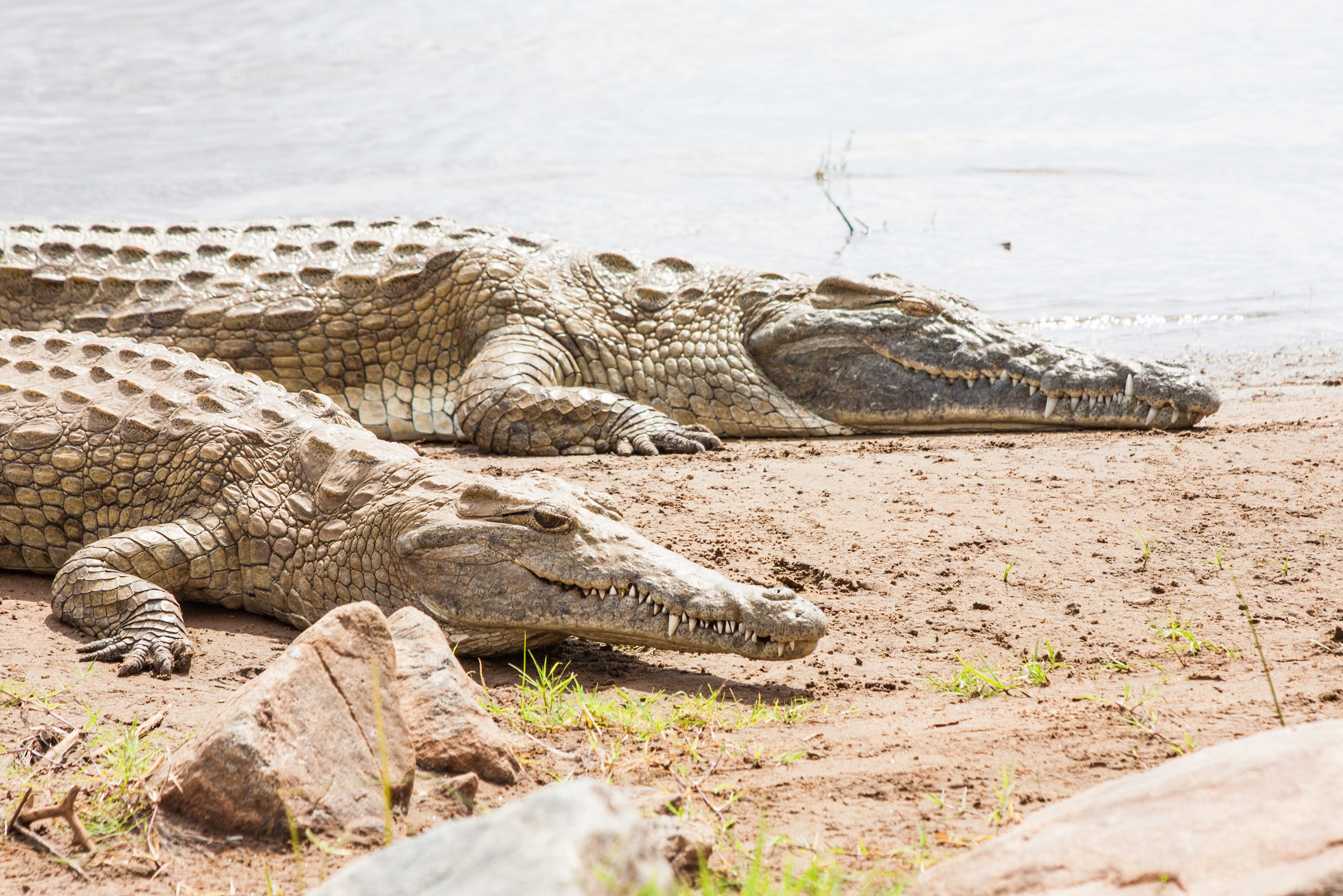 Krokodillen in het Tsavo East National Park in Kenia