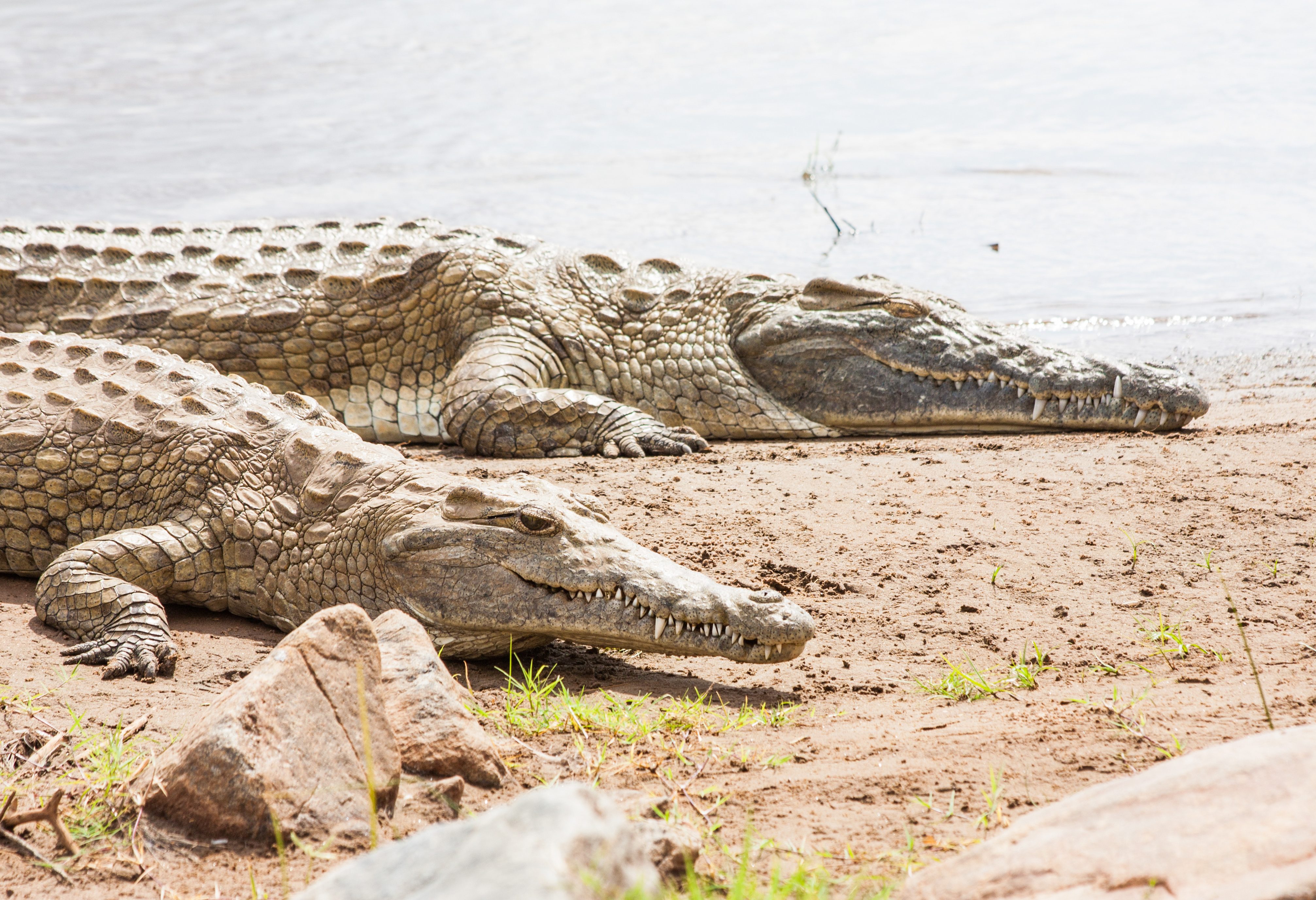 Krokodillen in het Tsavo East National Park in Kenia