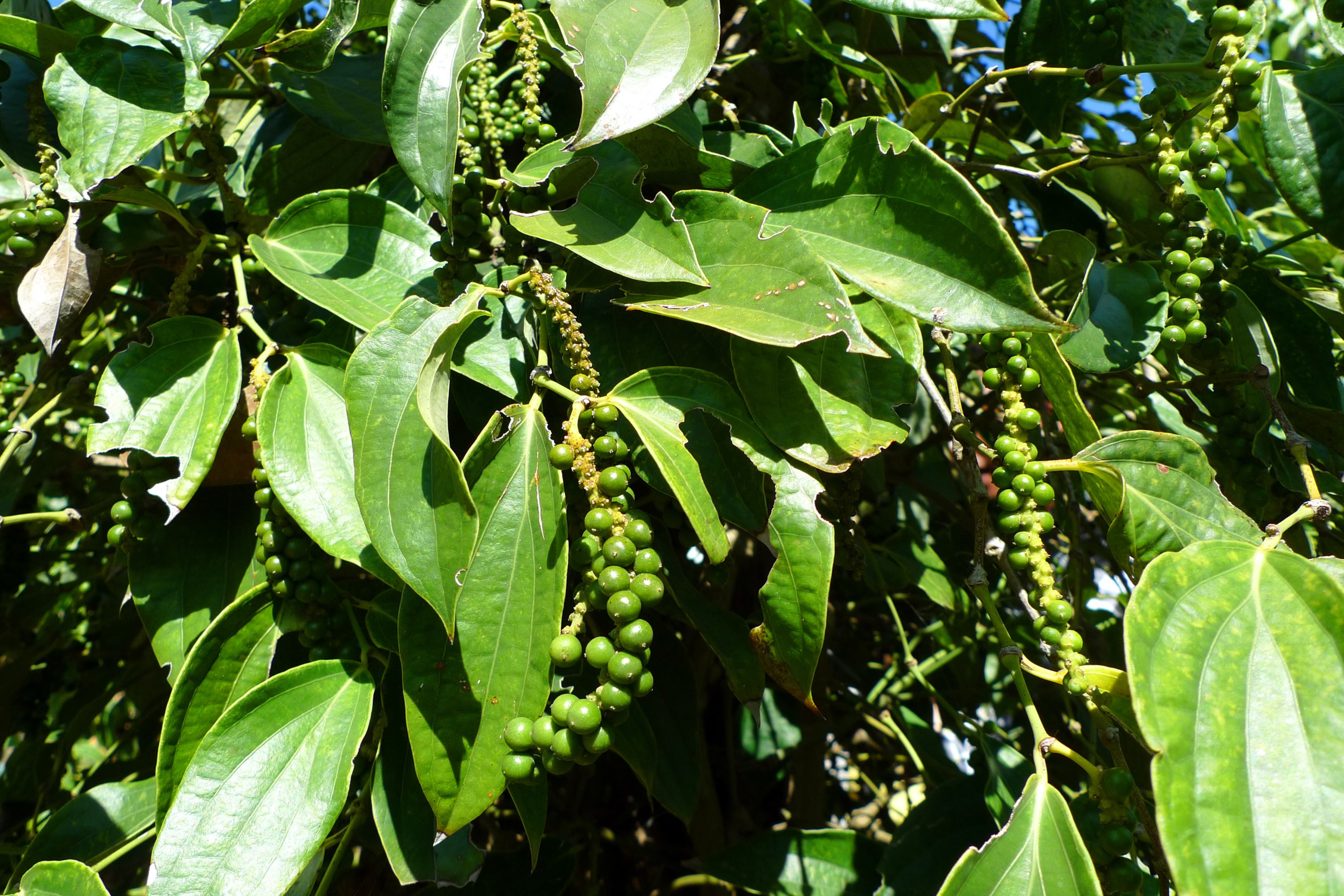 Peper op een peperplantage bij Kampot in Cambodja