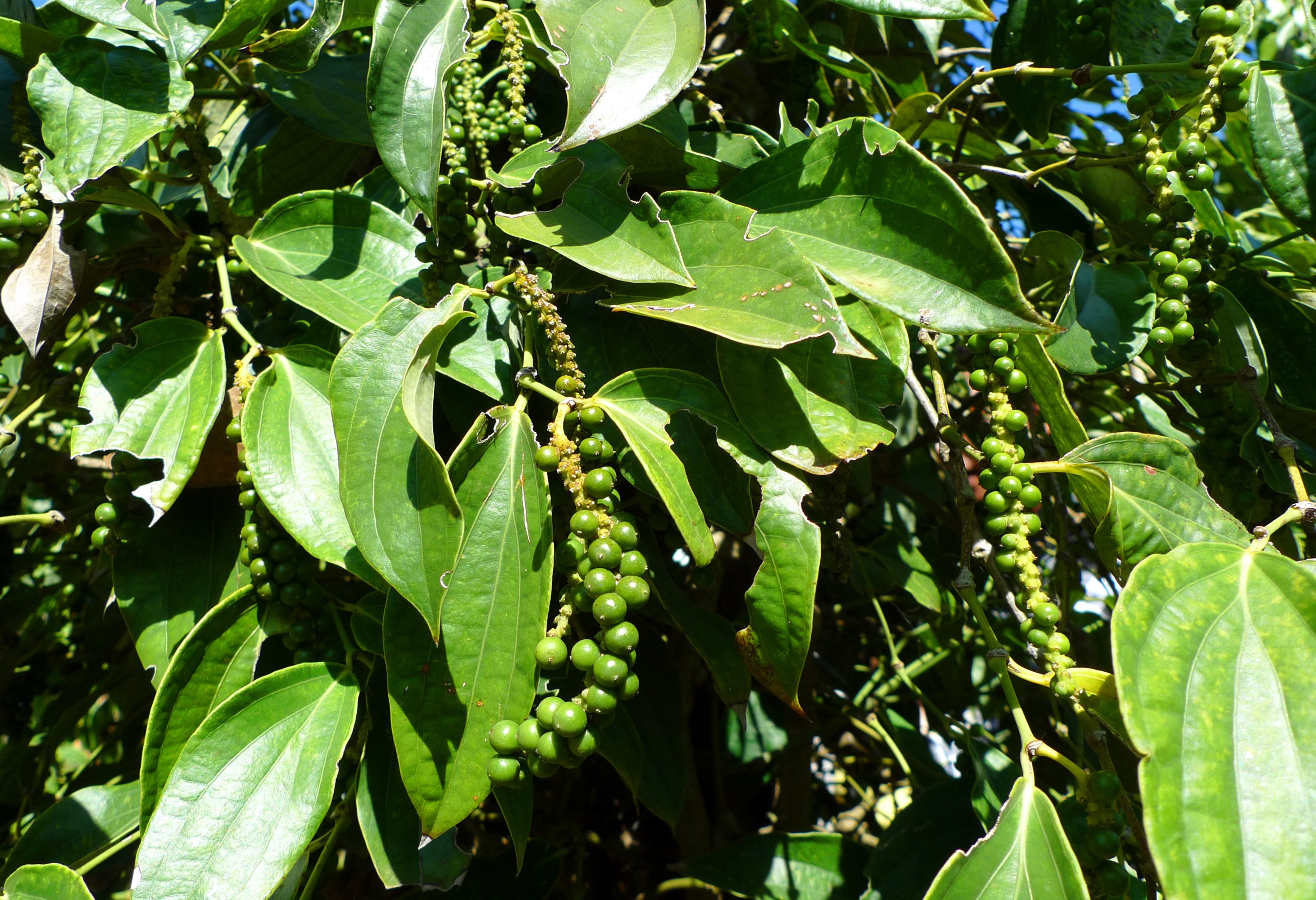 Verse peper op een peperplantage bij Kampot in Cambodja