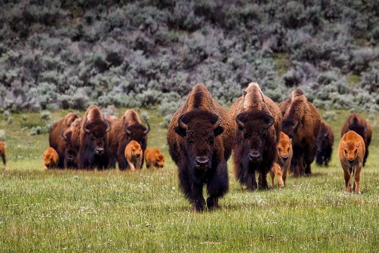 Bizons in Yellowstone in Amerika