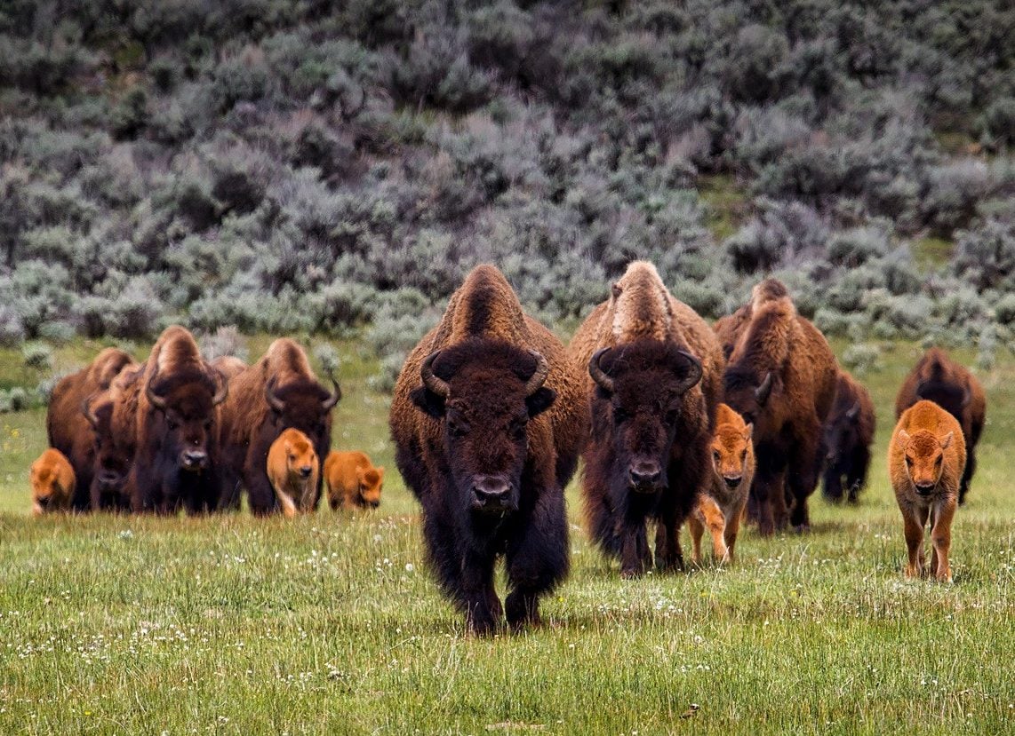 Bizons in Yellowstone in Amerika