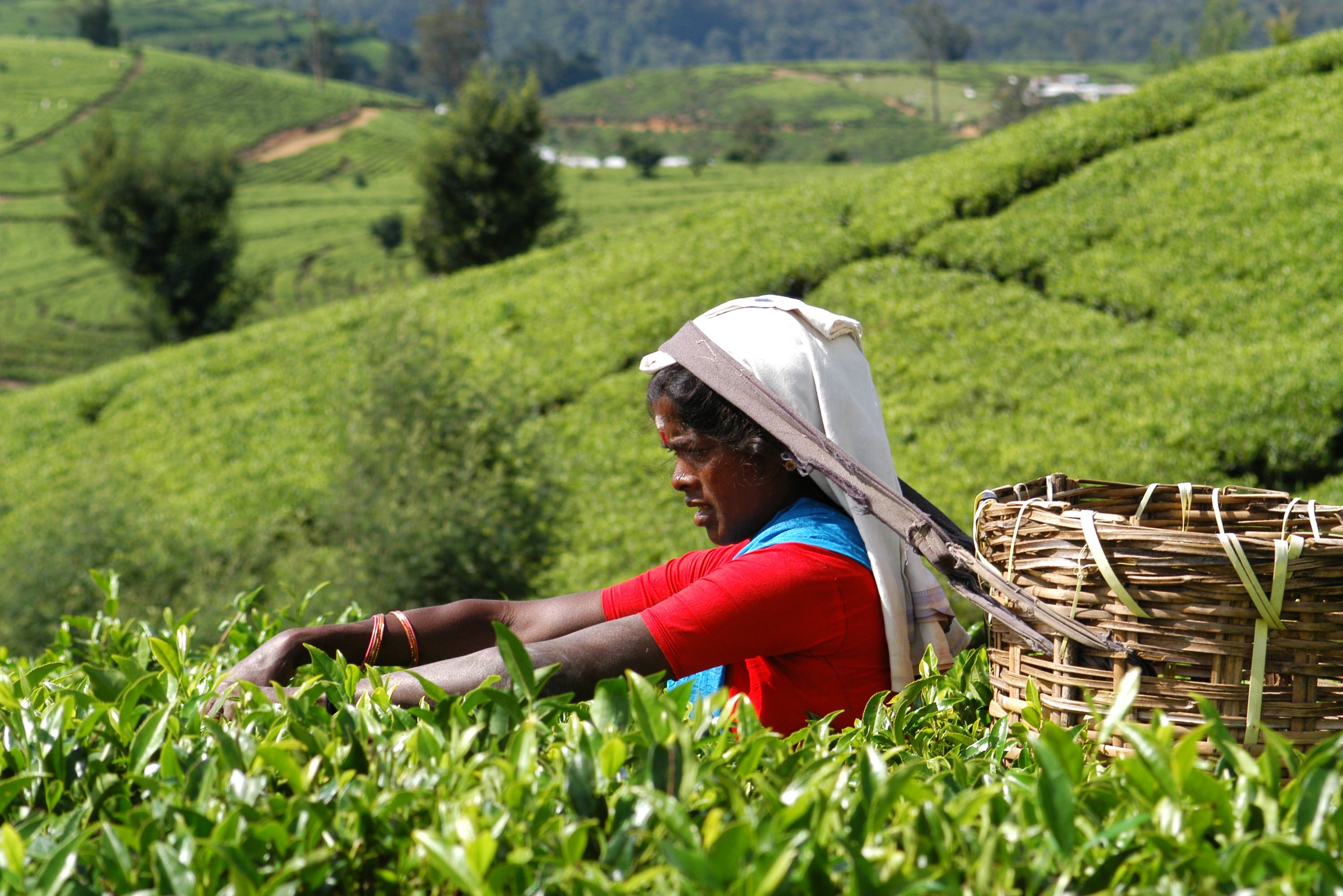 Thee bladeren plukken