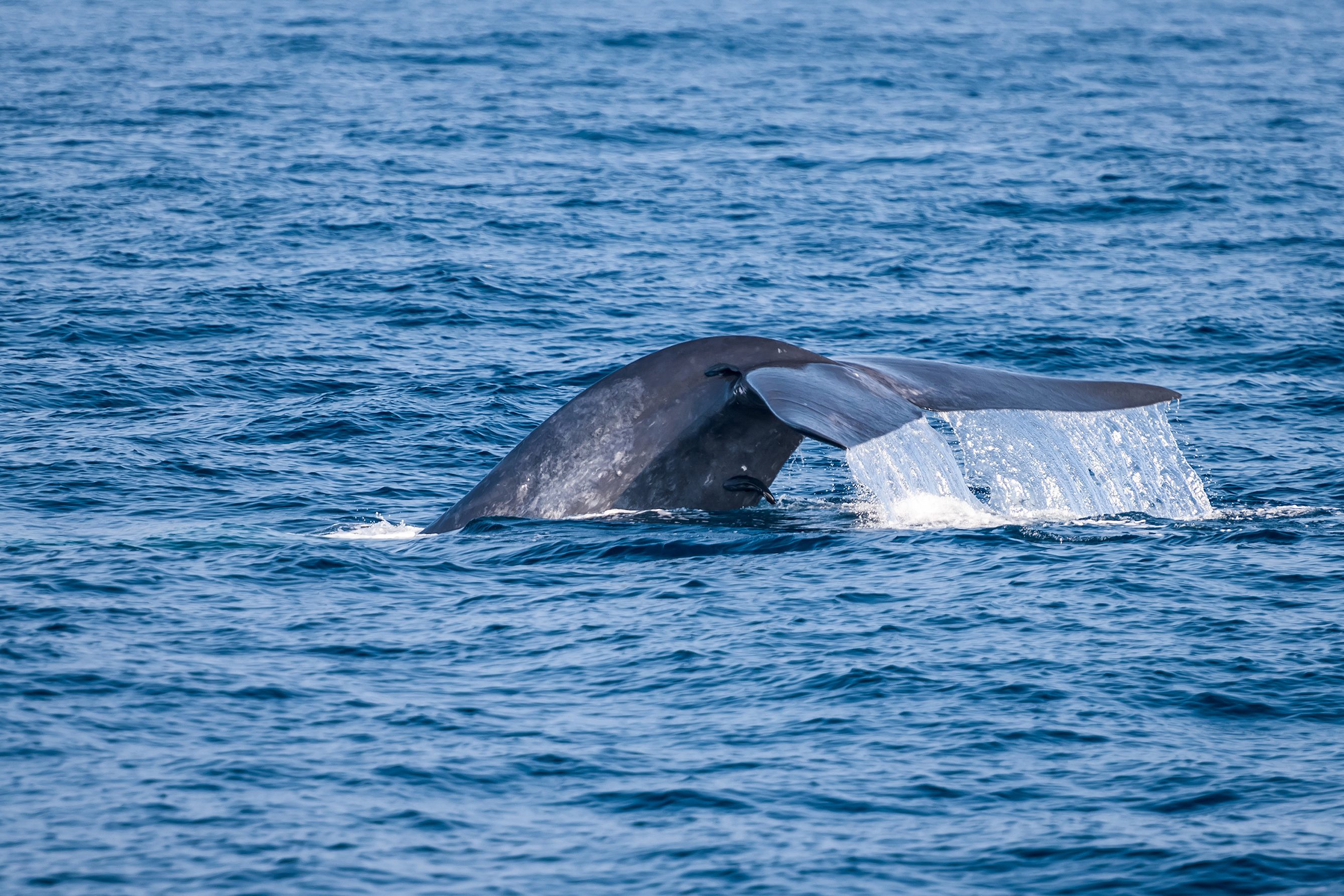 Walvis bij Trincomalee in Sri Lanka