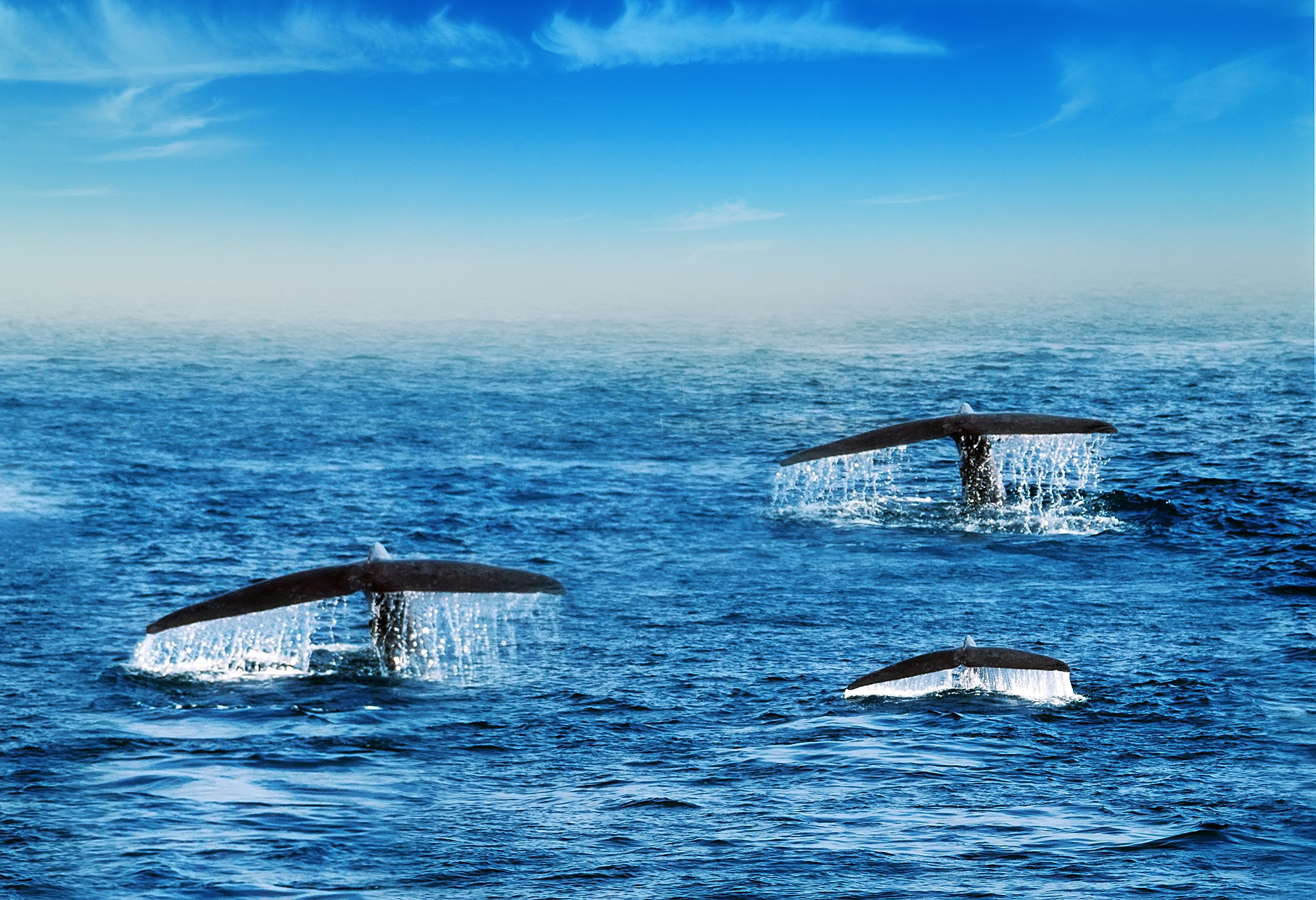 Walvissen bij Trincomalee in Sri Lanka