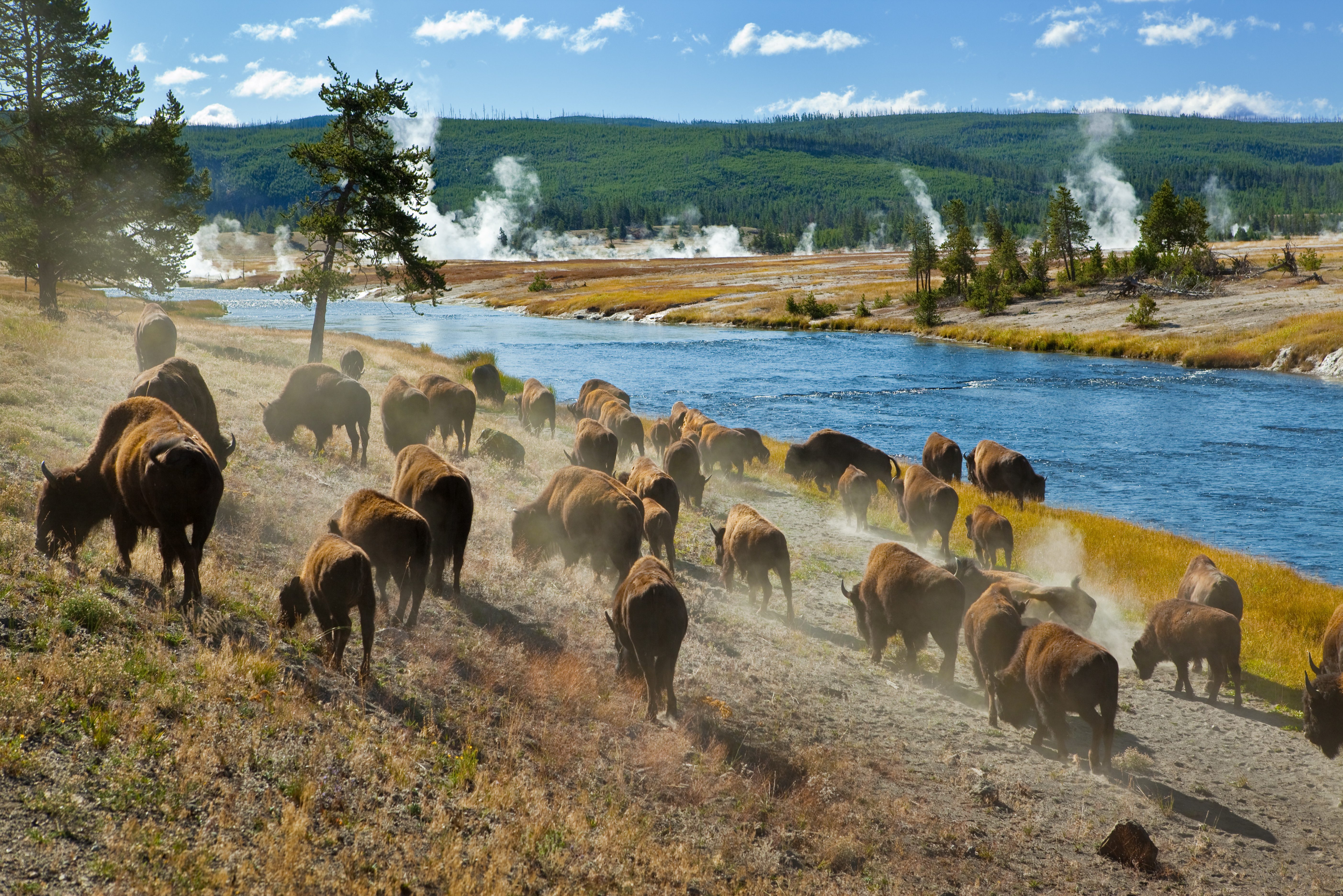 Yellowstone in Amerika