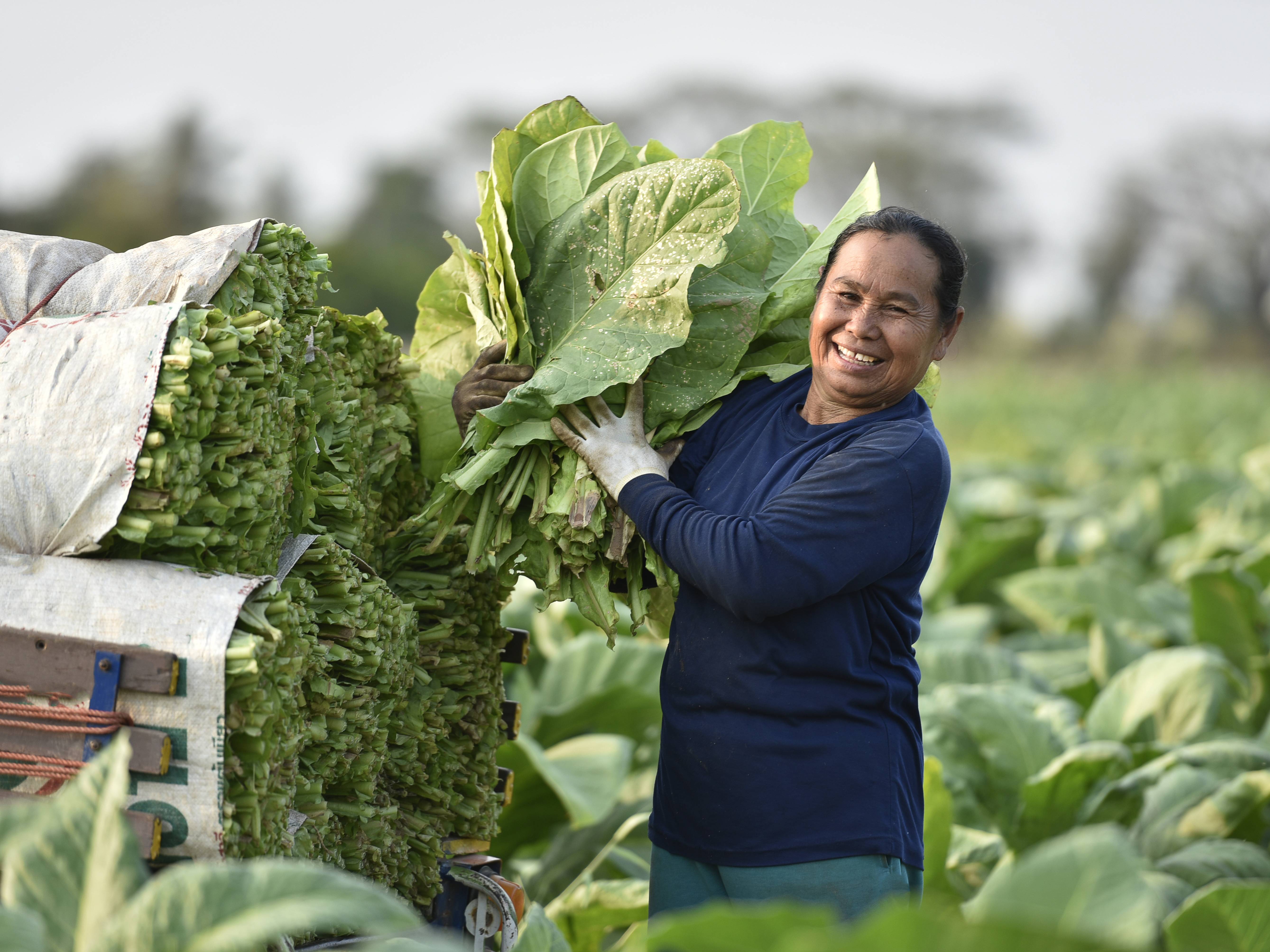 cuba-pinar-del-rio-vinales-valley-tabakoogst