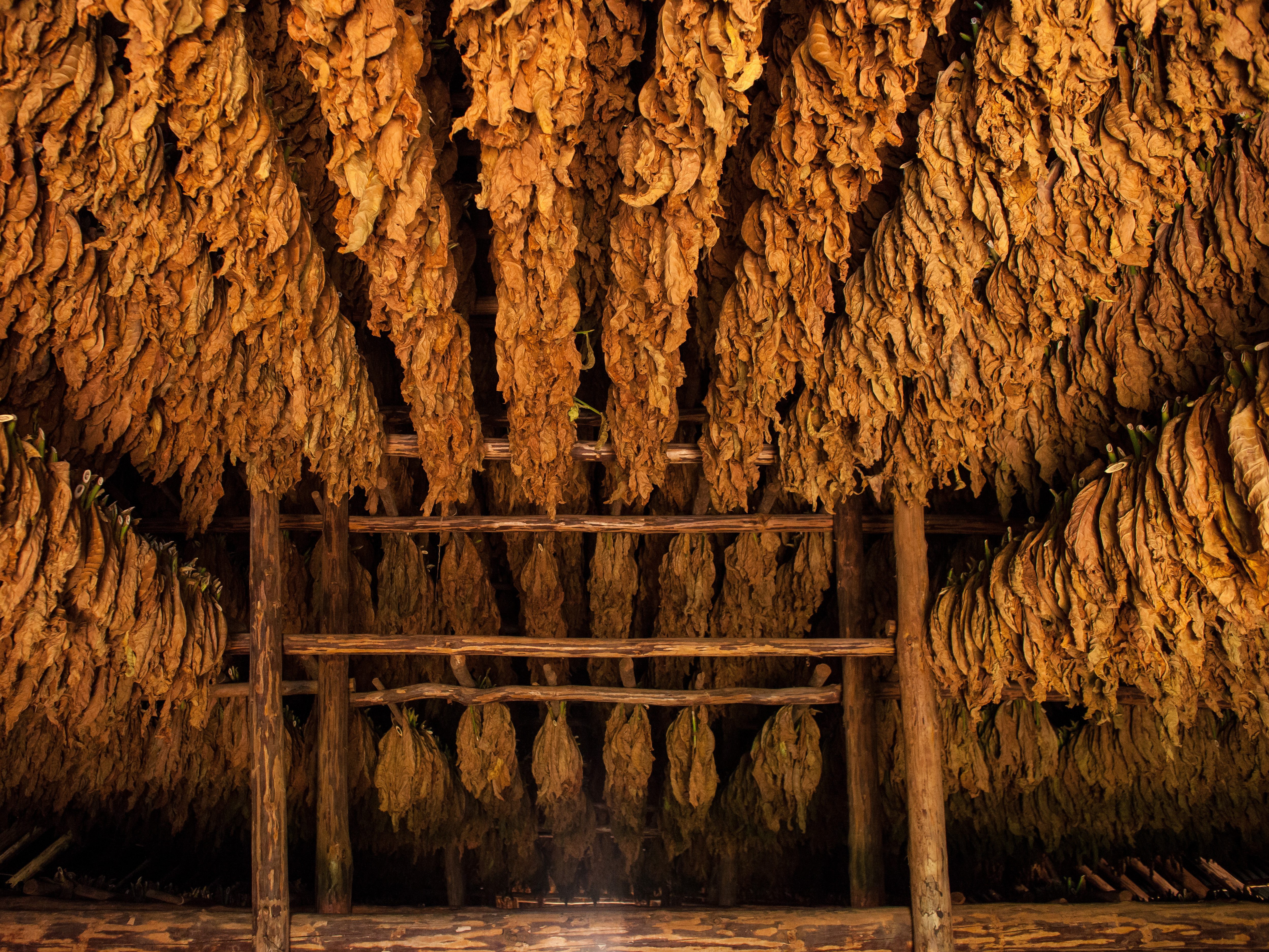 cuba-pinar-del-rio-vinales-valley-drogende-tabaksbladeren