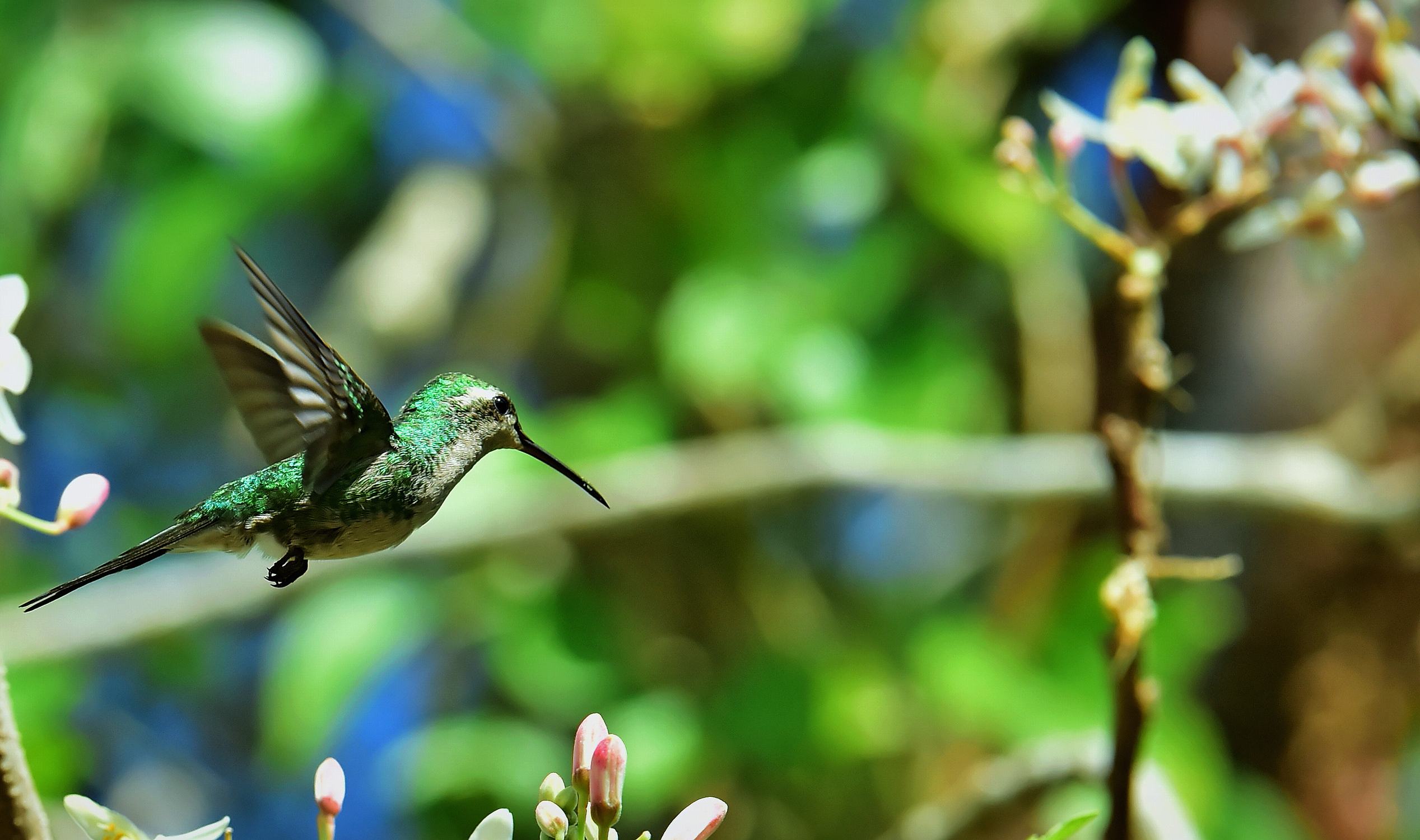 cuba-cienaga-de-zapata-cuban-emerald-hummingbird