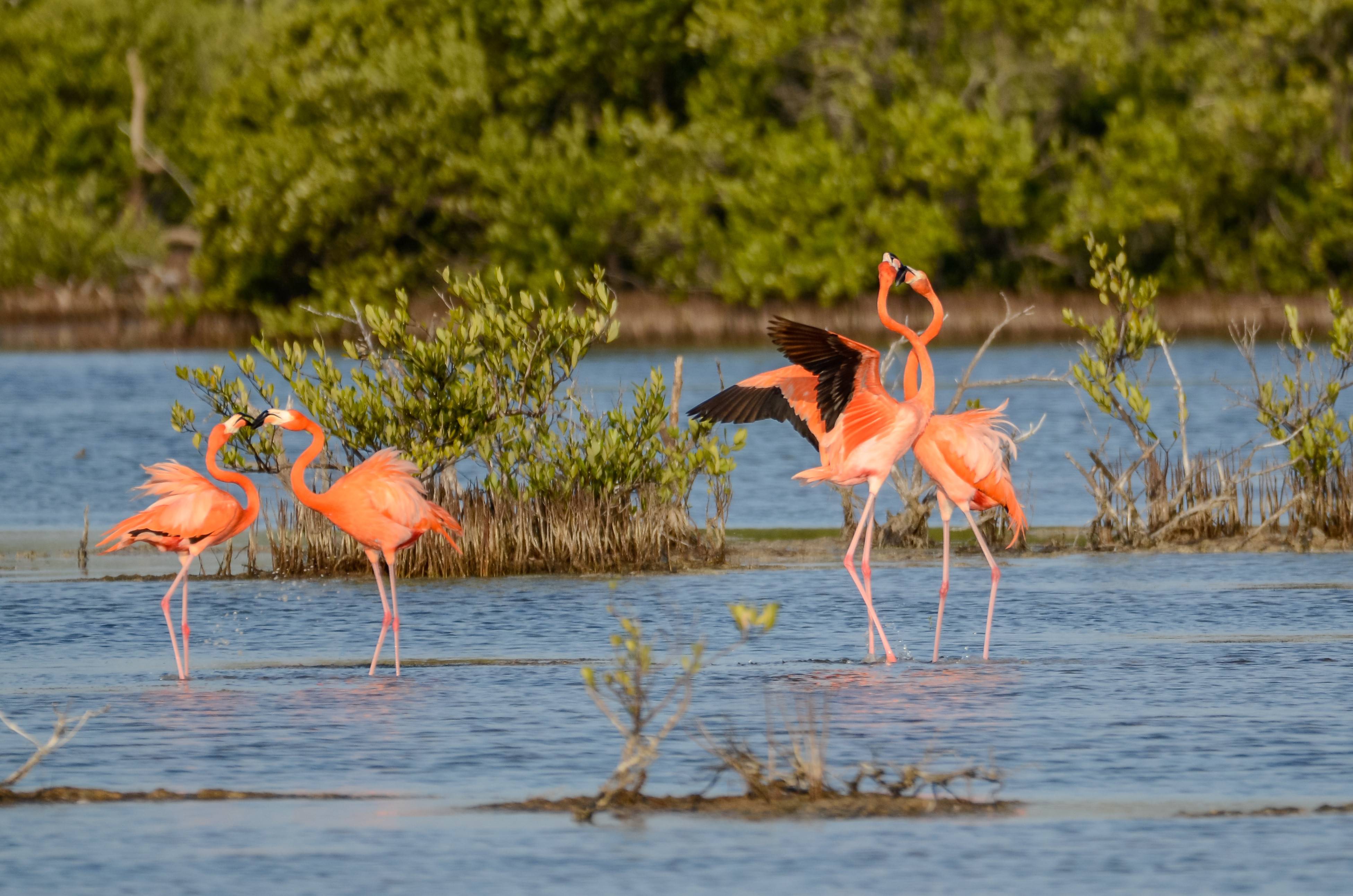cuba-cienaga-de-zapata-caribbische-flamingos