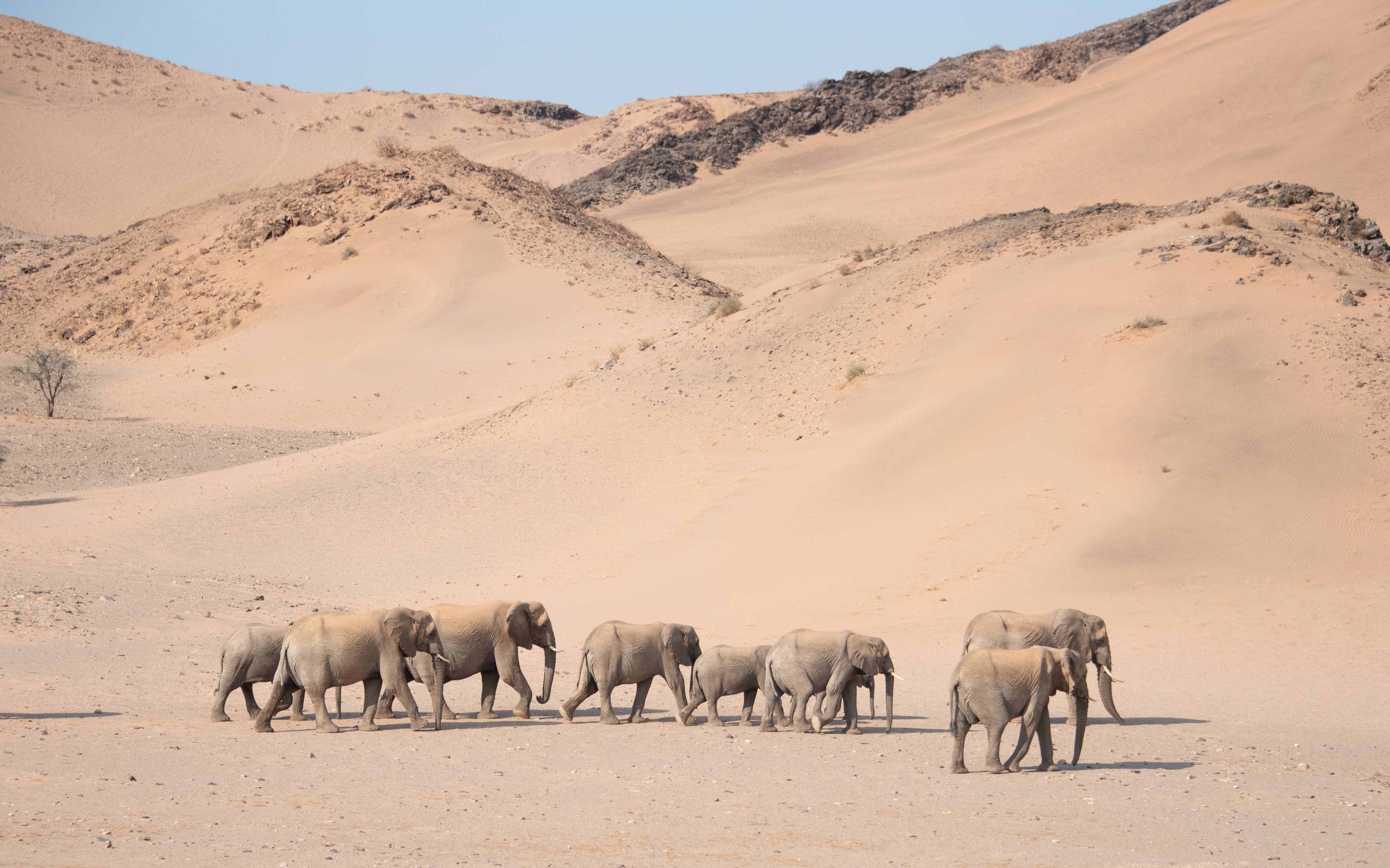 Woestijnolifanten in Damaraland Namibië
