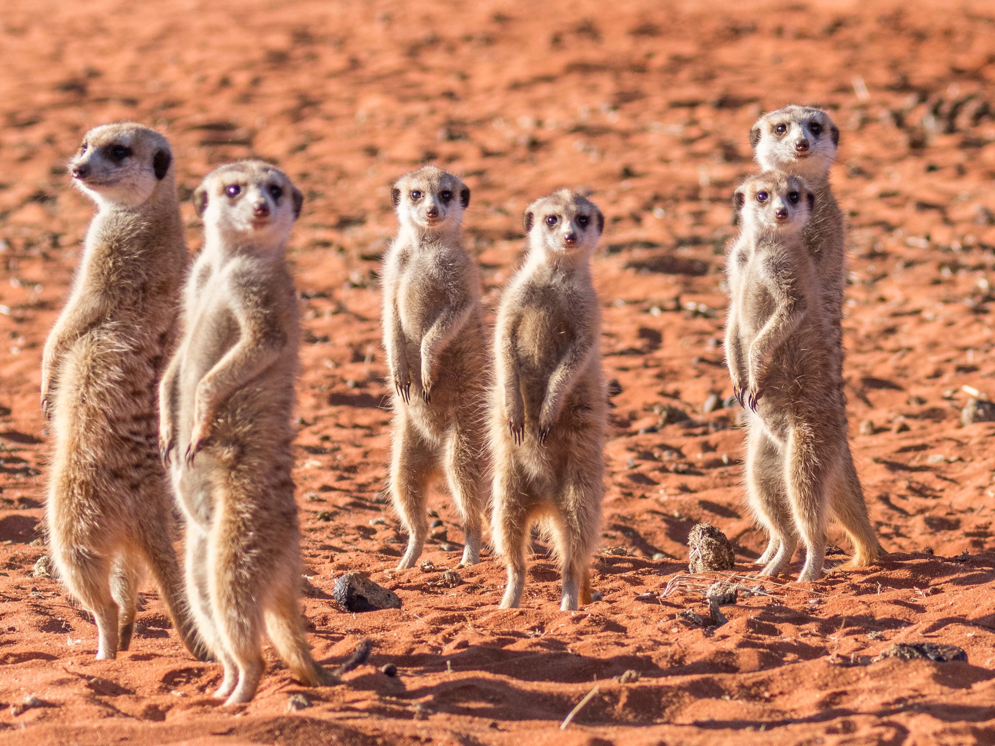 Namibië stokstaartjes