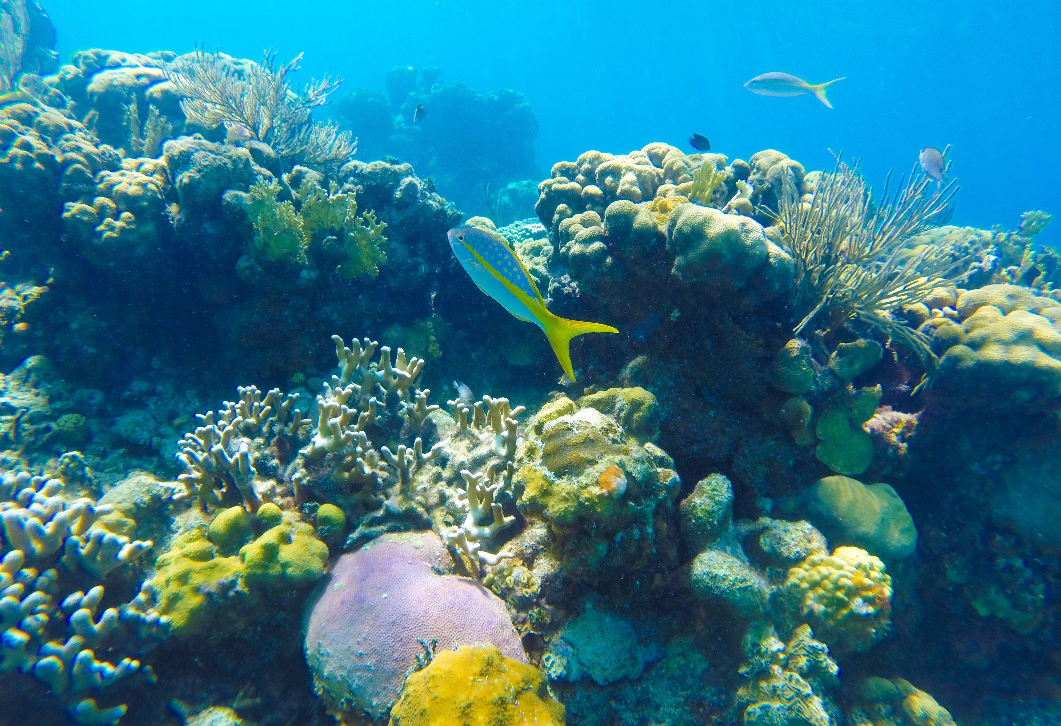 Snorkelen in de Varkensbaai in Cuba