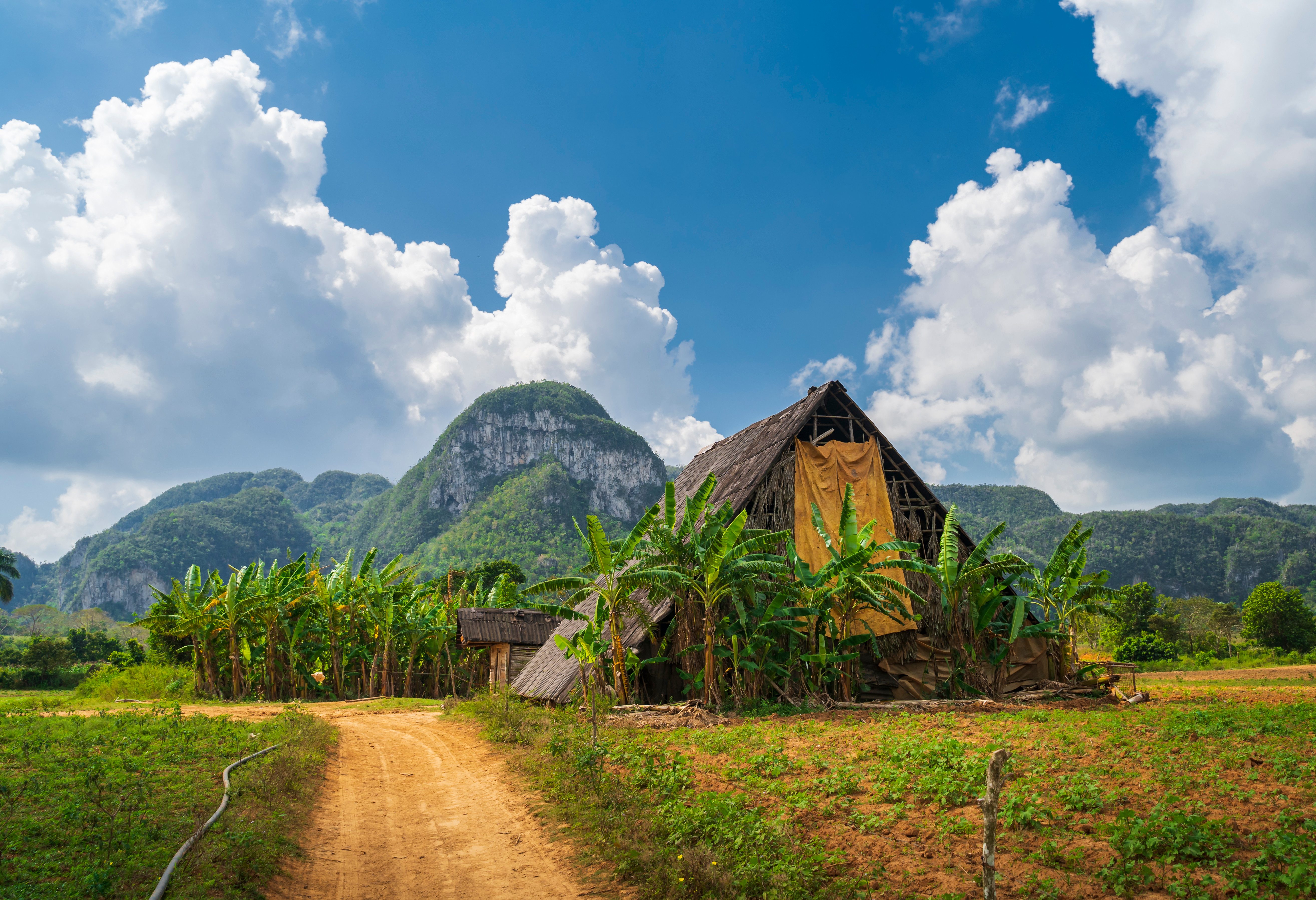 Tabaksplantage in de Vinales vallei in Cuba