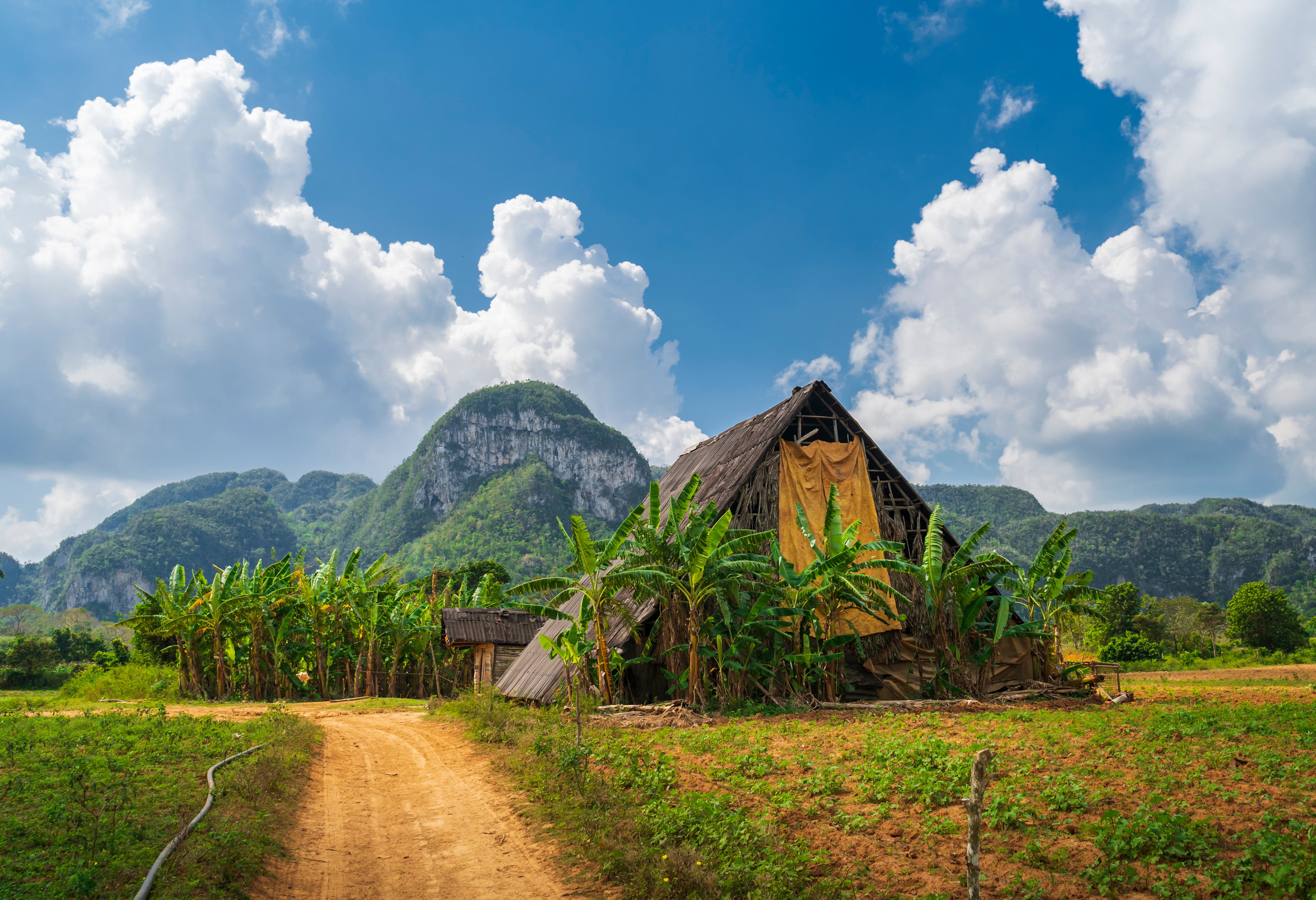 Tabaksplantage in de Vinales Vallei in Cuba