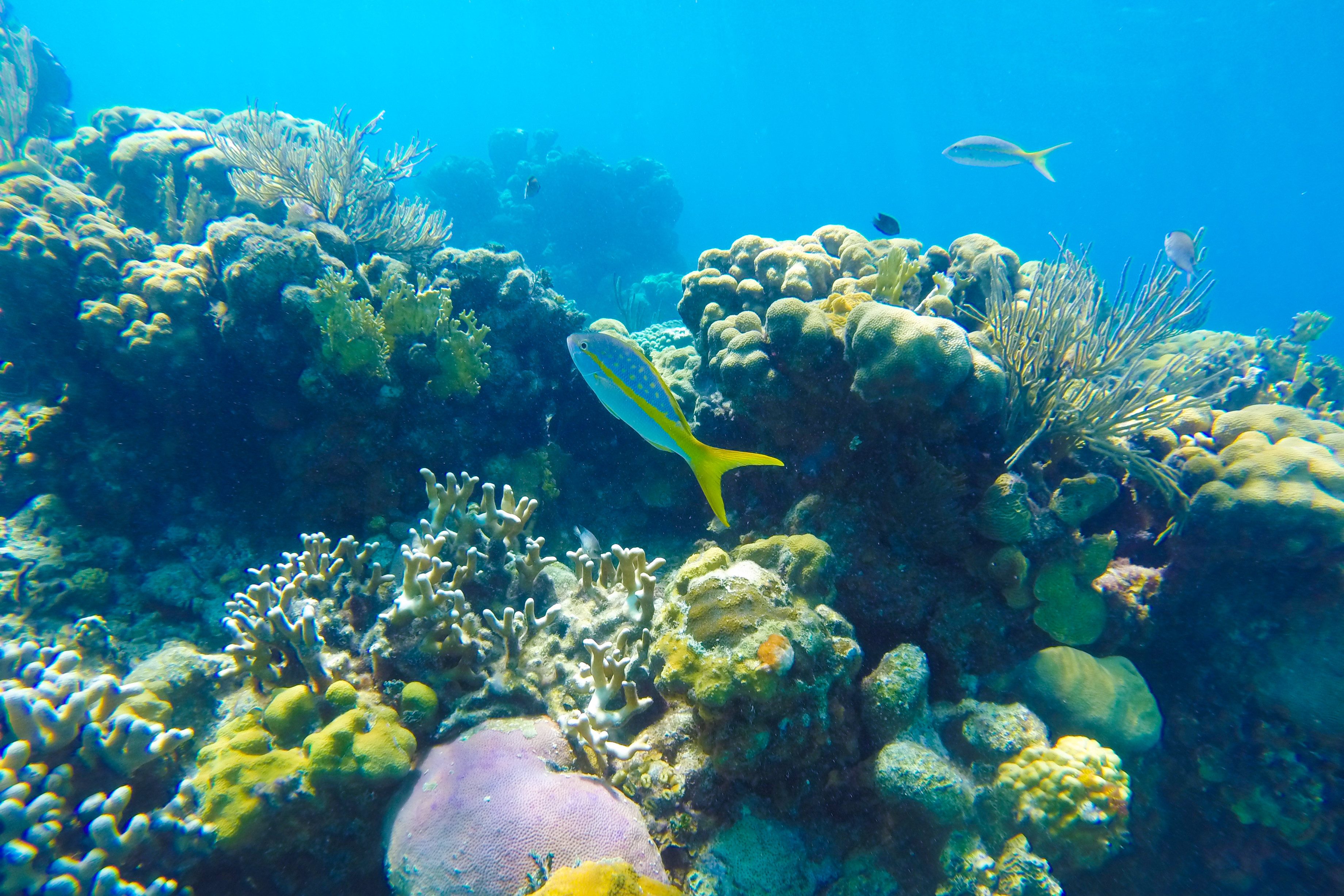 Onderwaterwereld in de Varkensbaai in Cuba