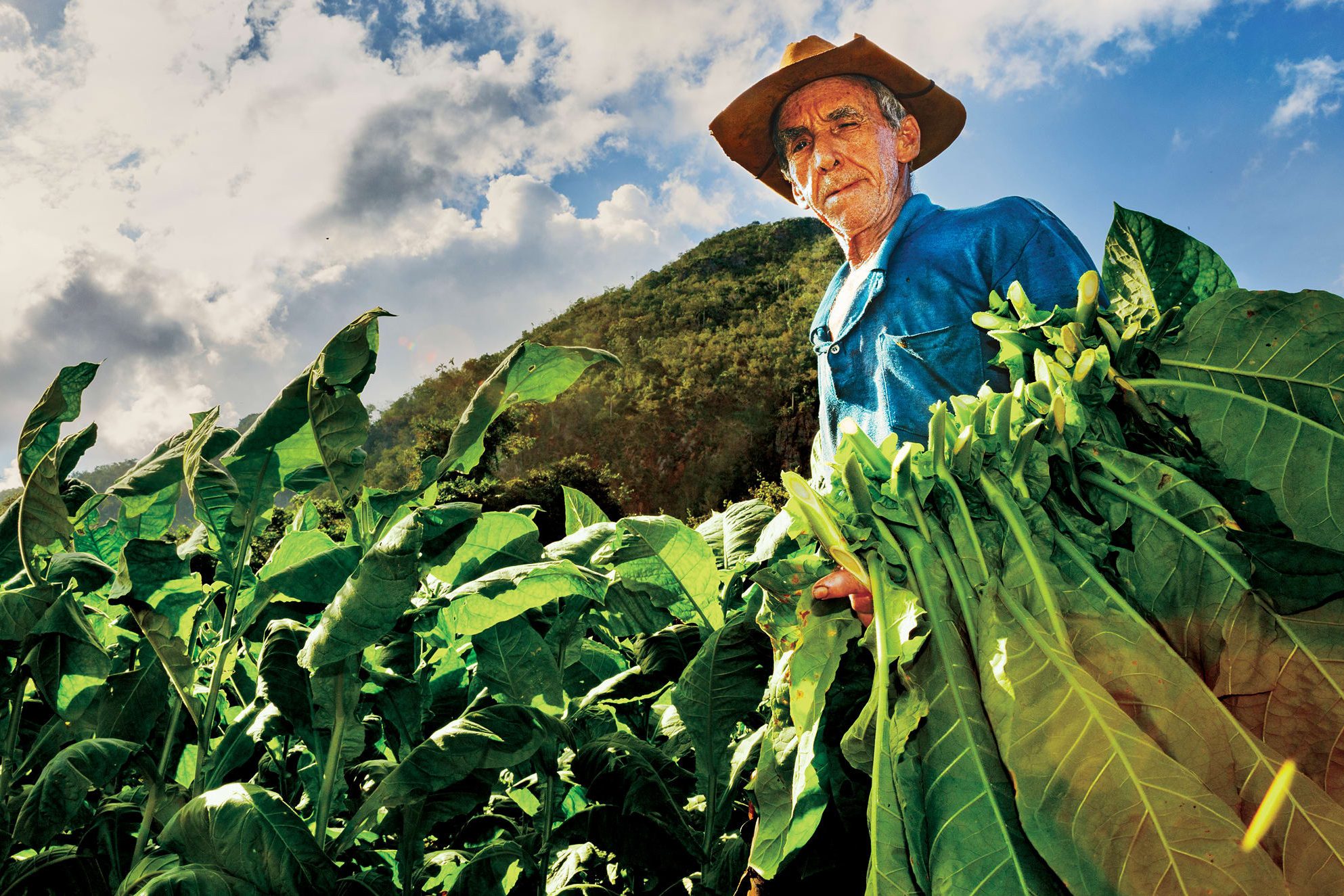Boer oogst tabak in de Vinales Vallei in Cuba