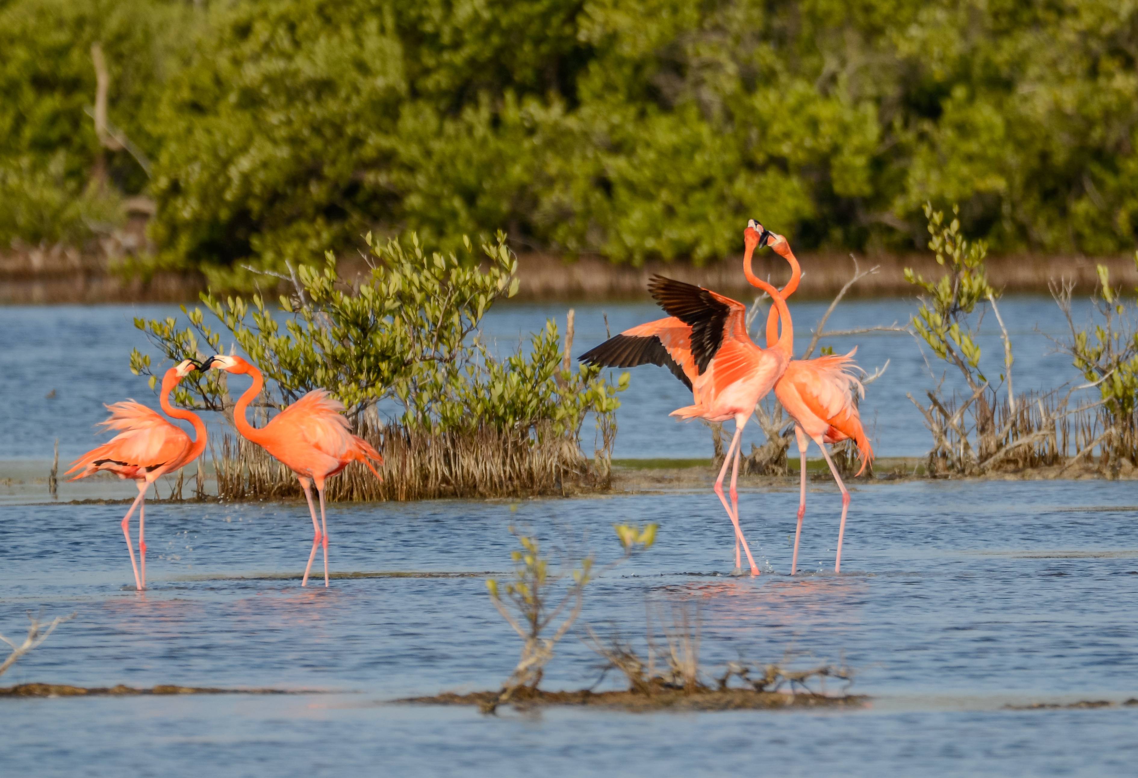 Flamingo's in Laguna Guanaroca niet ver van Cienfuegos in Cuba