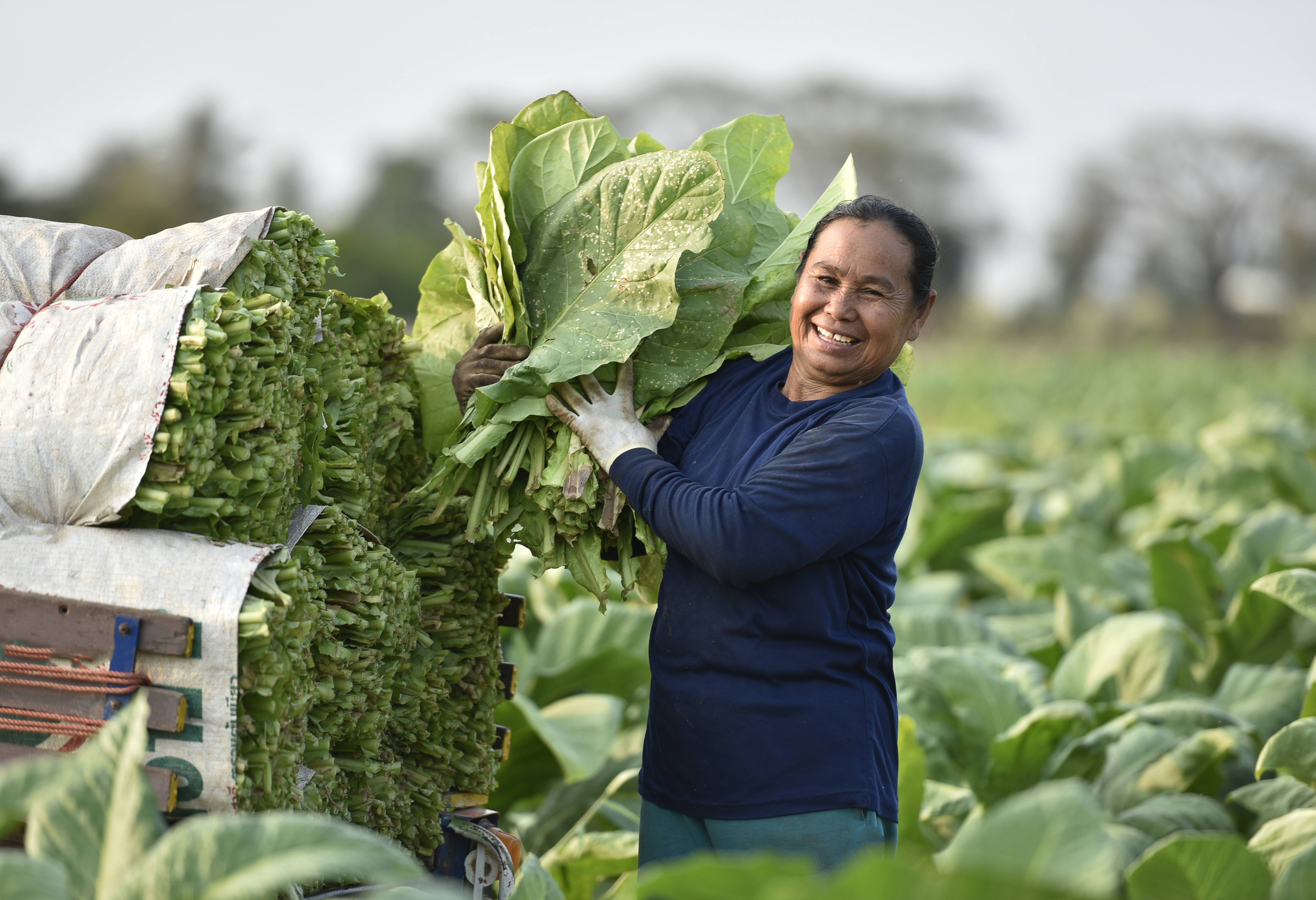 Tabaksoogst in de Vinales Vallei in Cuba