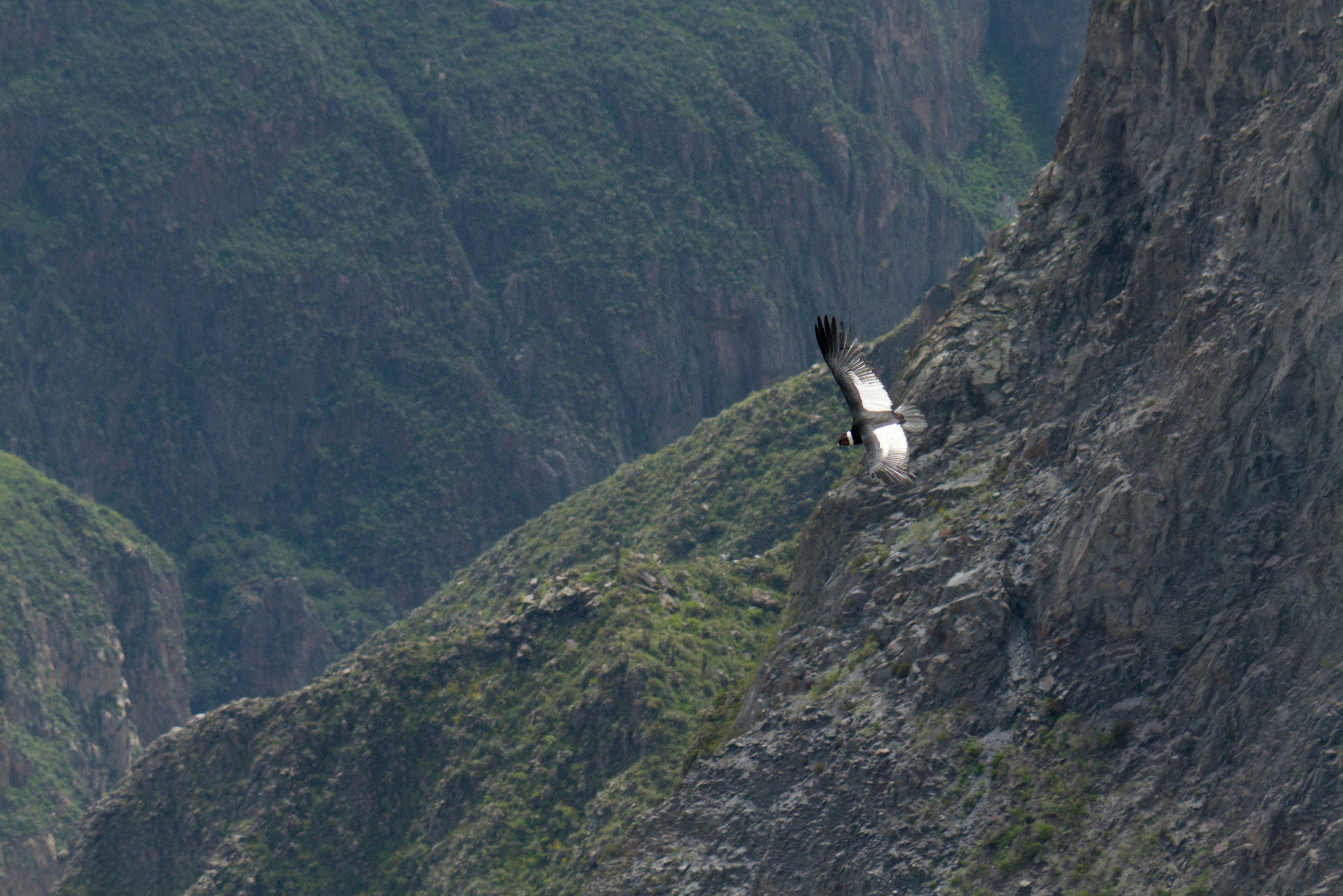 Condor in de Colca Canyon in Peru