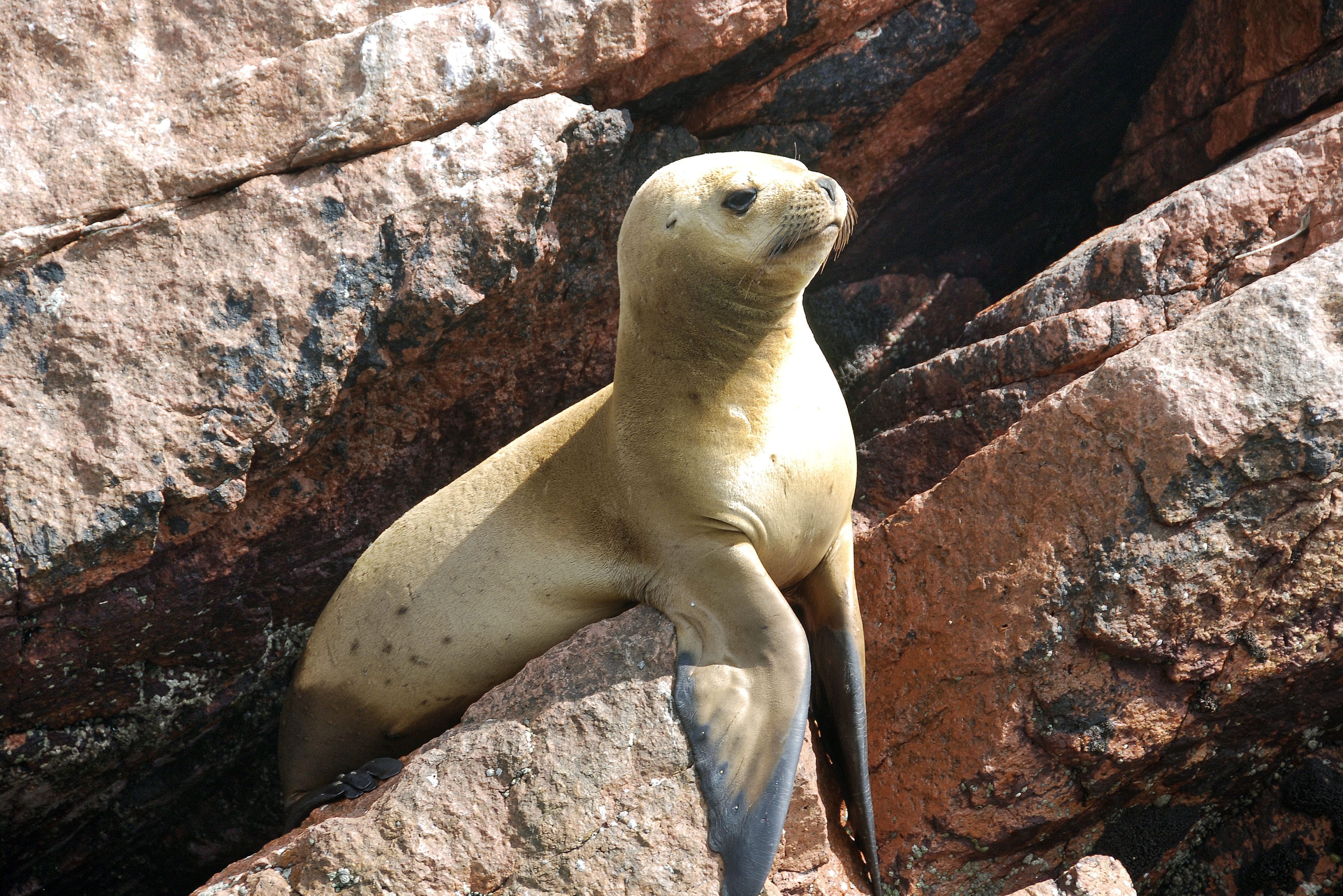 Zeeleeuw op de Ballestas Islands in Peru