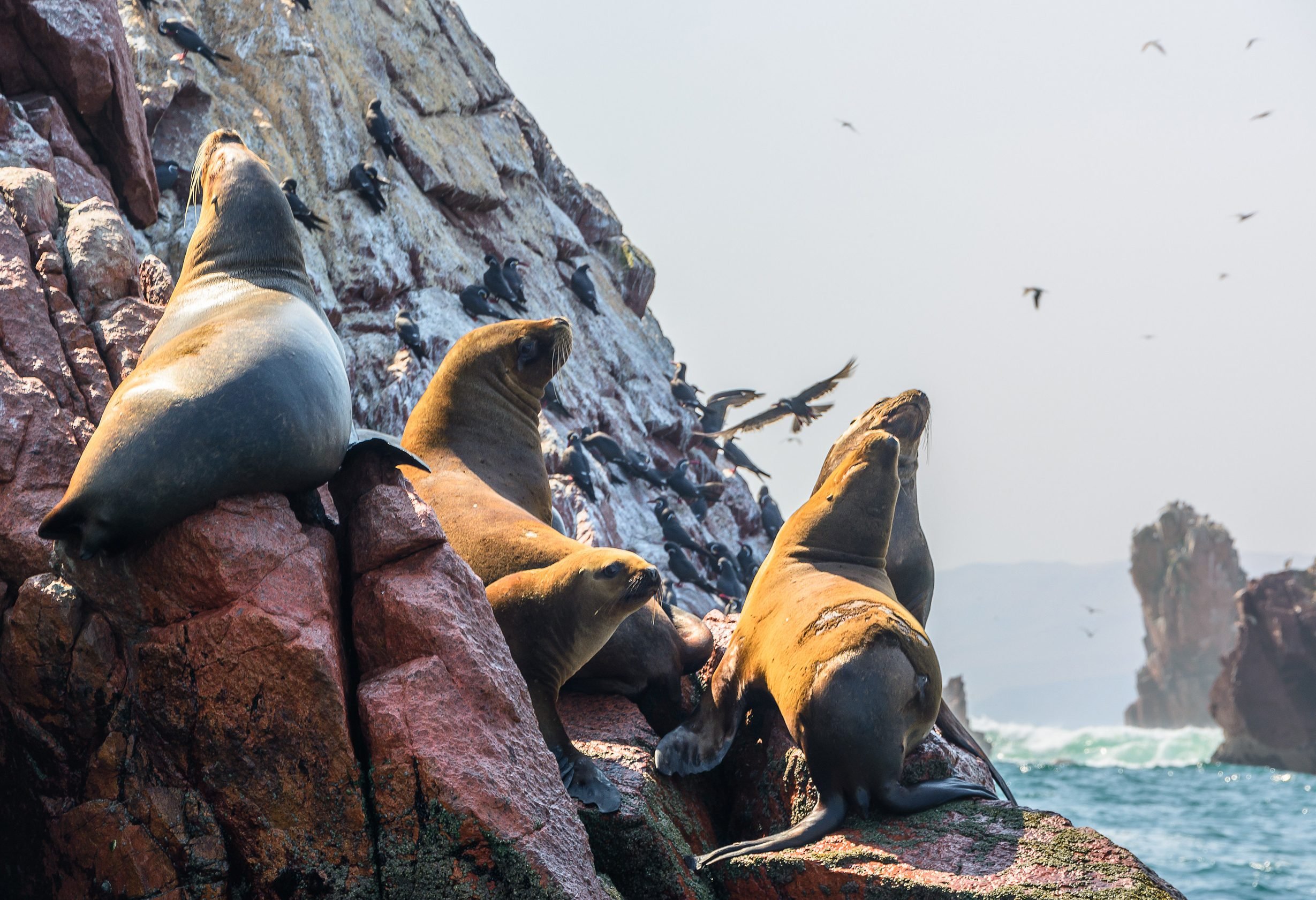 Zeeleeuwen aan het relaxen op de Ballestas Islands in Peru