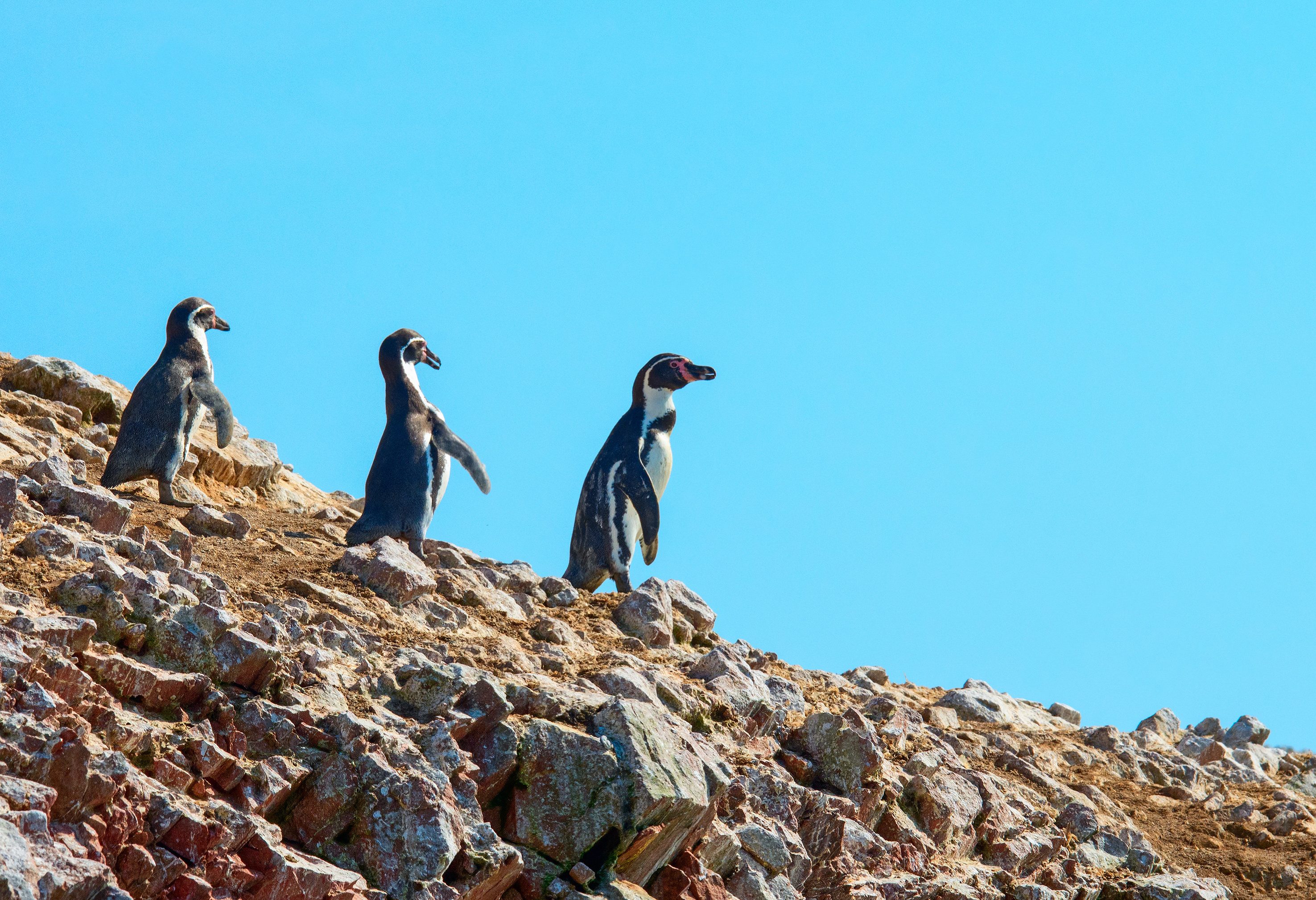 Humboldt pinguins op de Ballestas Islands in Peru