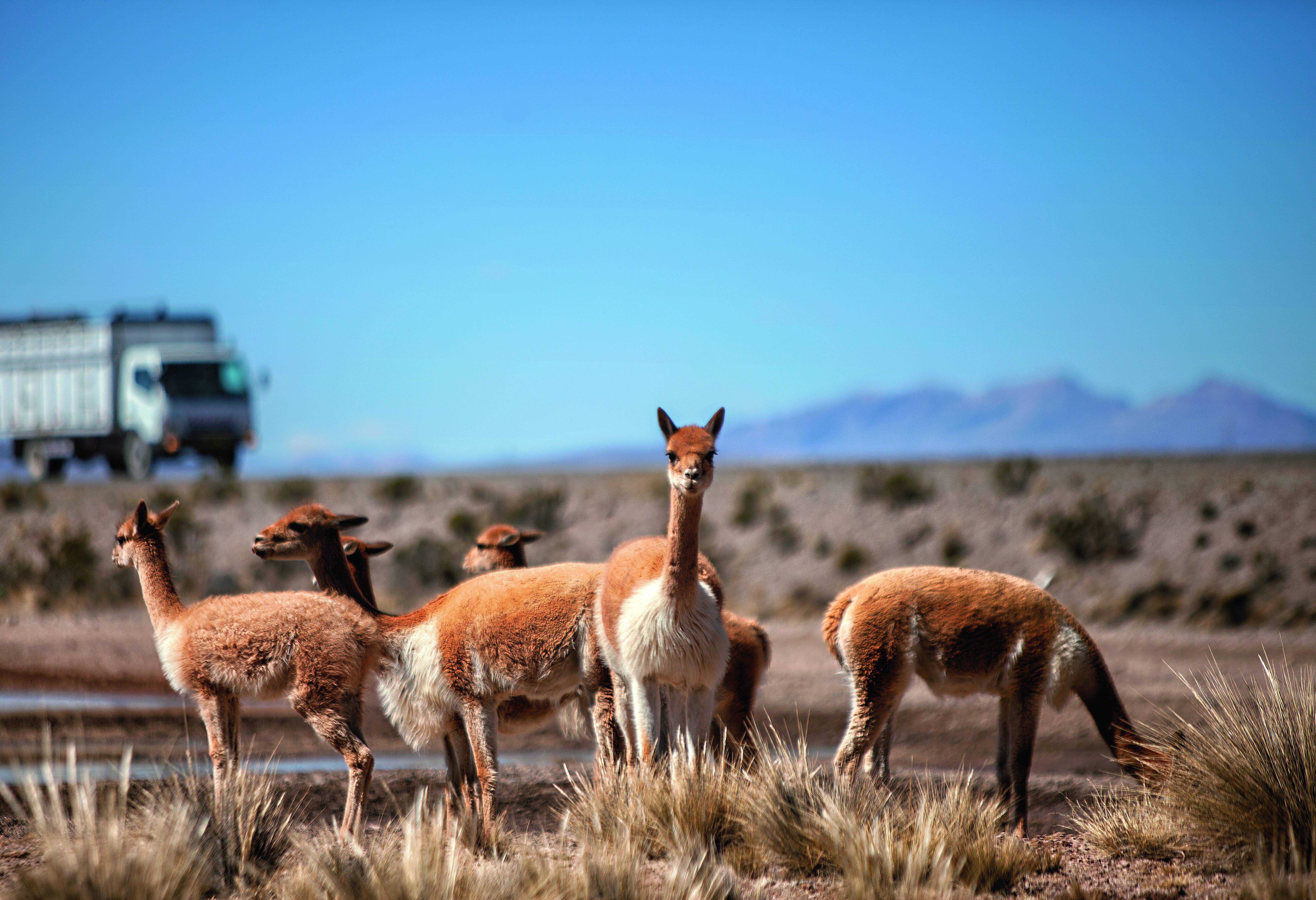 Vicunas onderweg van Arequipa naar Colca Canyon in Peru