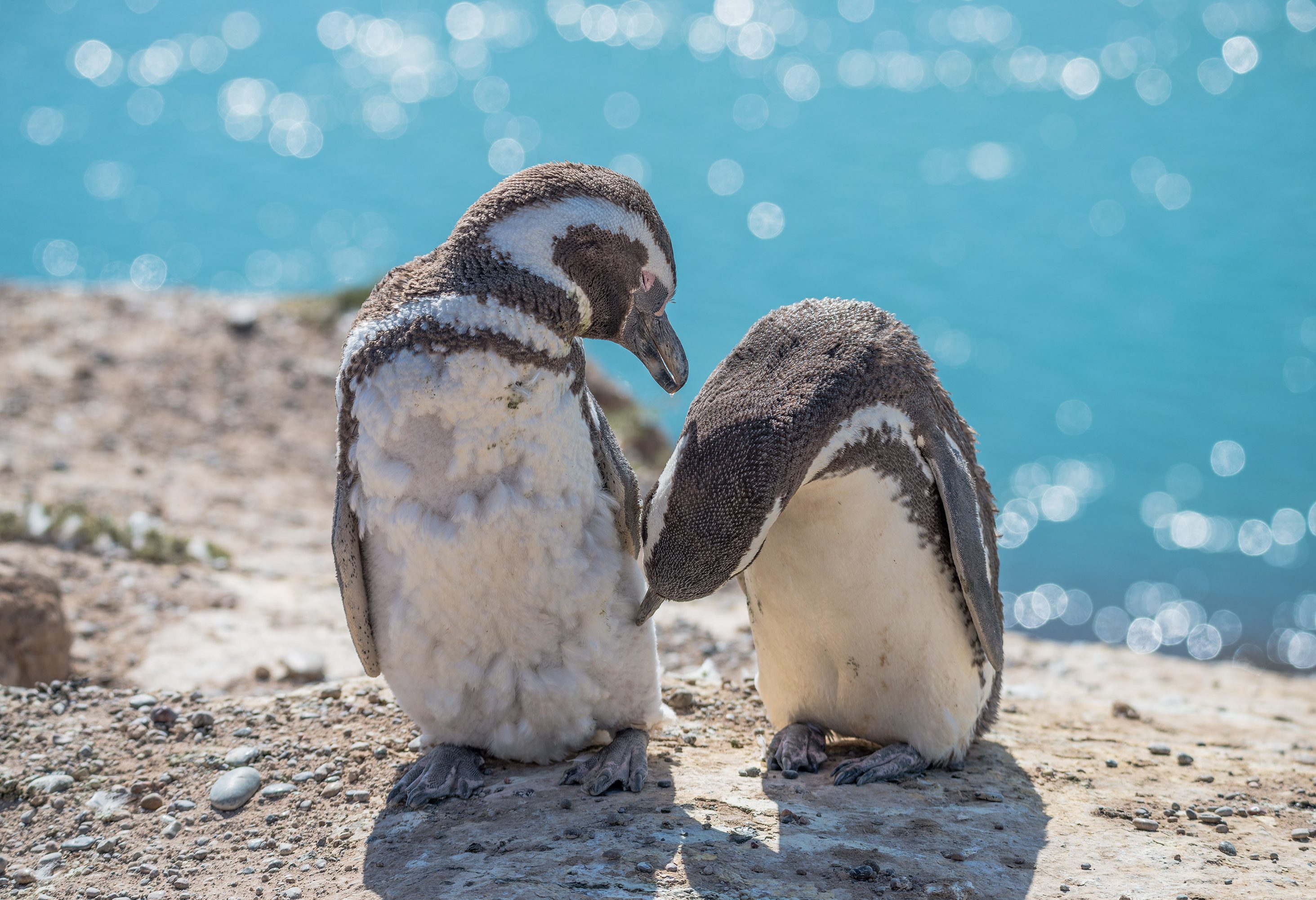 Pinguïns, Patagonië in Argentinië