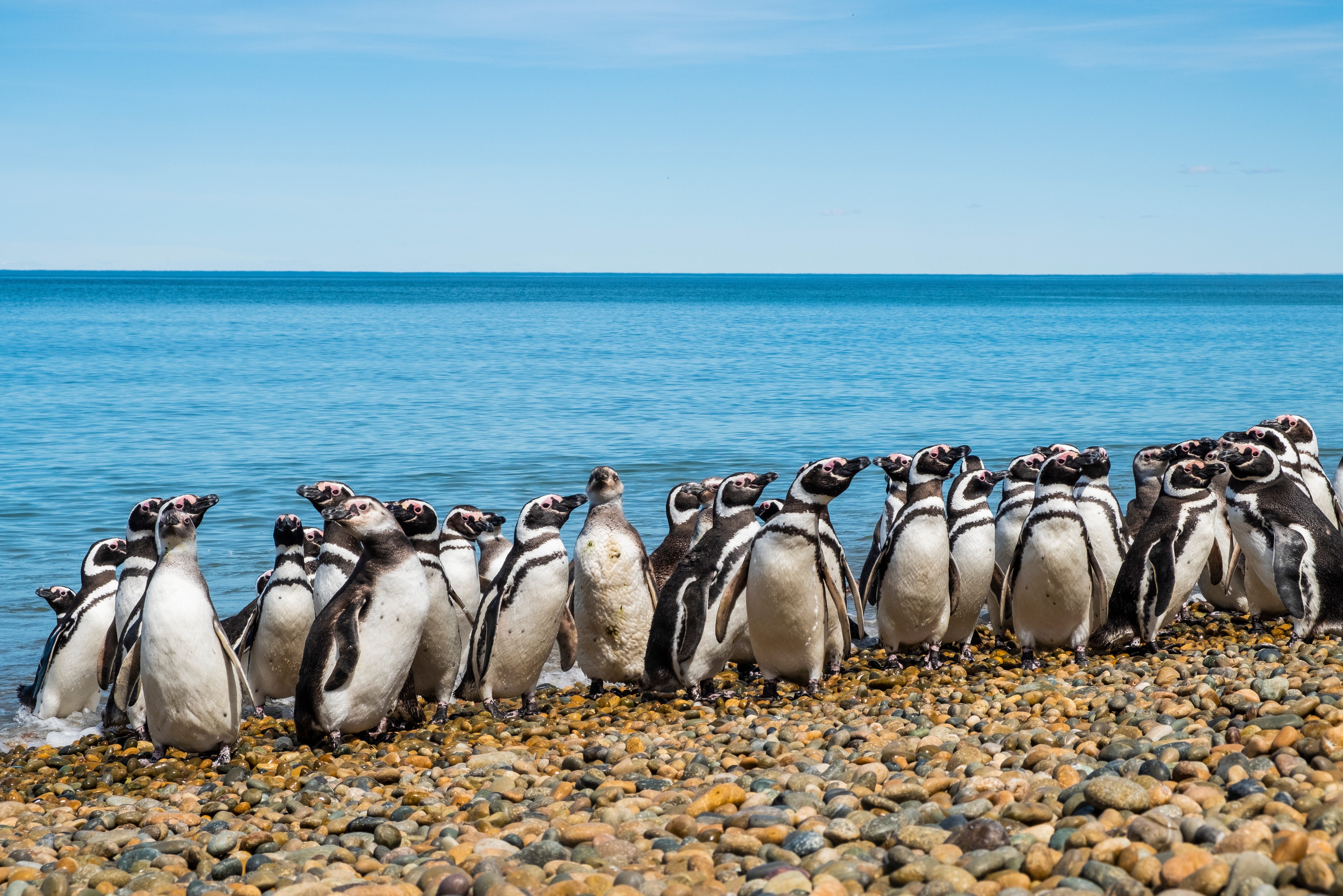 Pinguïns in Patagonië
