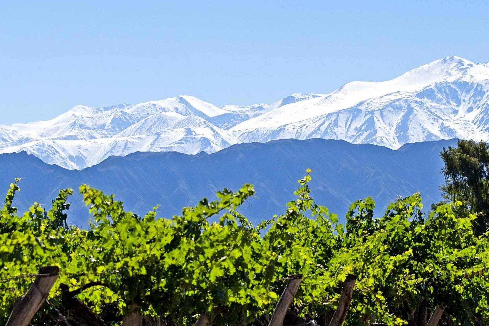 wijngaard-mendoza-en-bergen