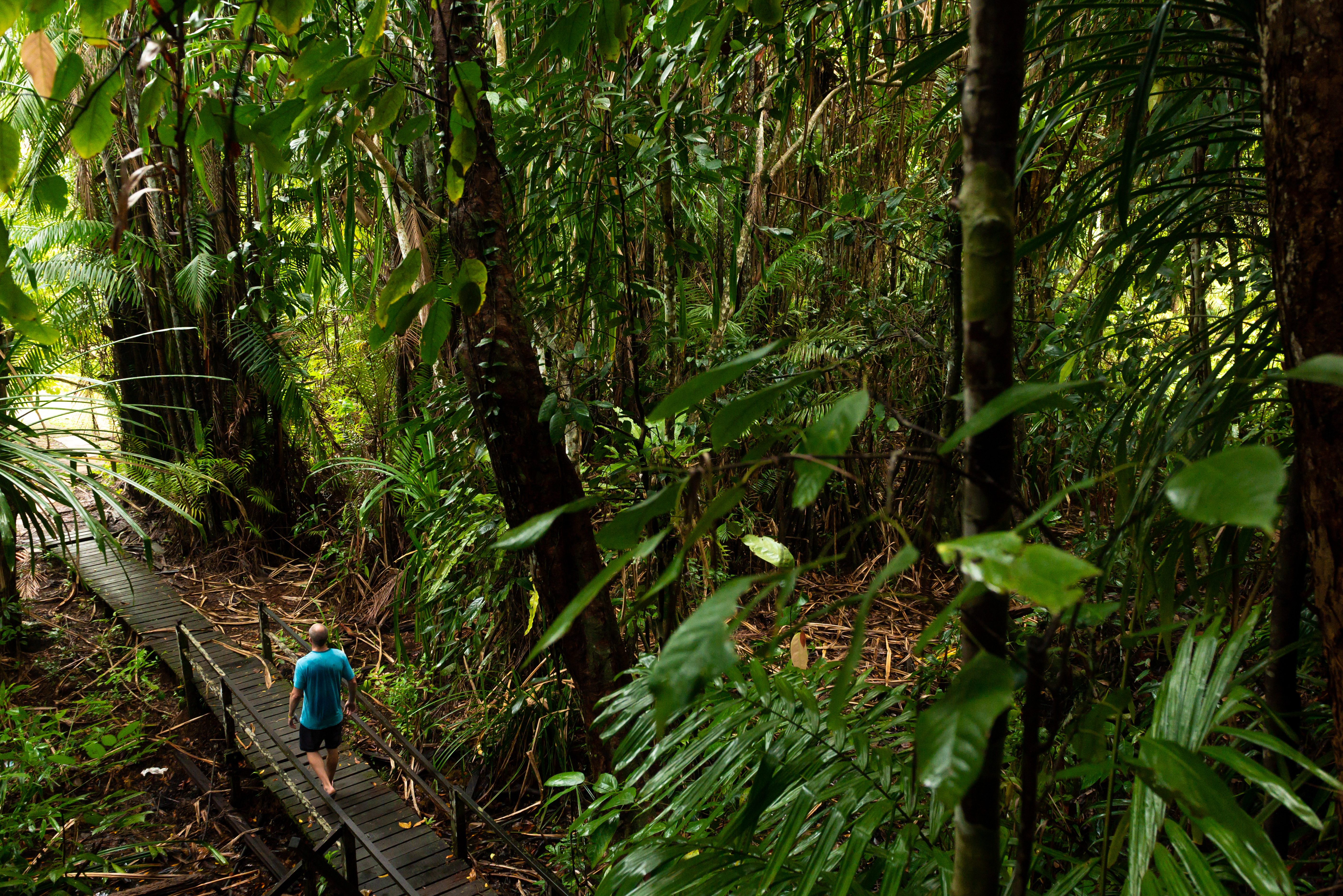 Wandelpad in Bako National Park in Sarawak Borneo Malaysia
