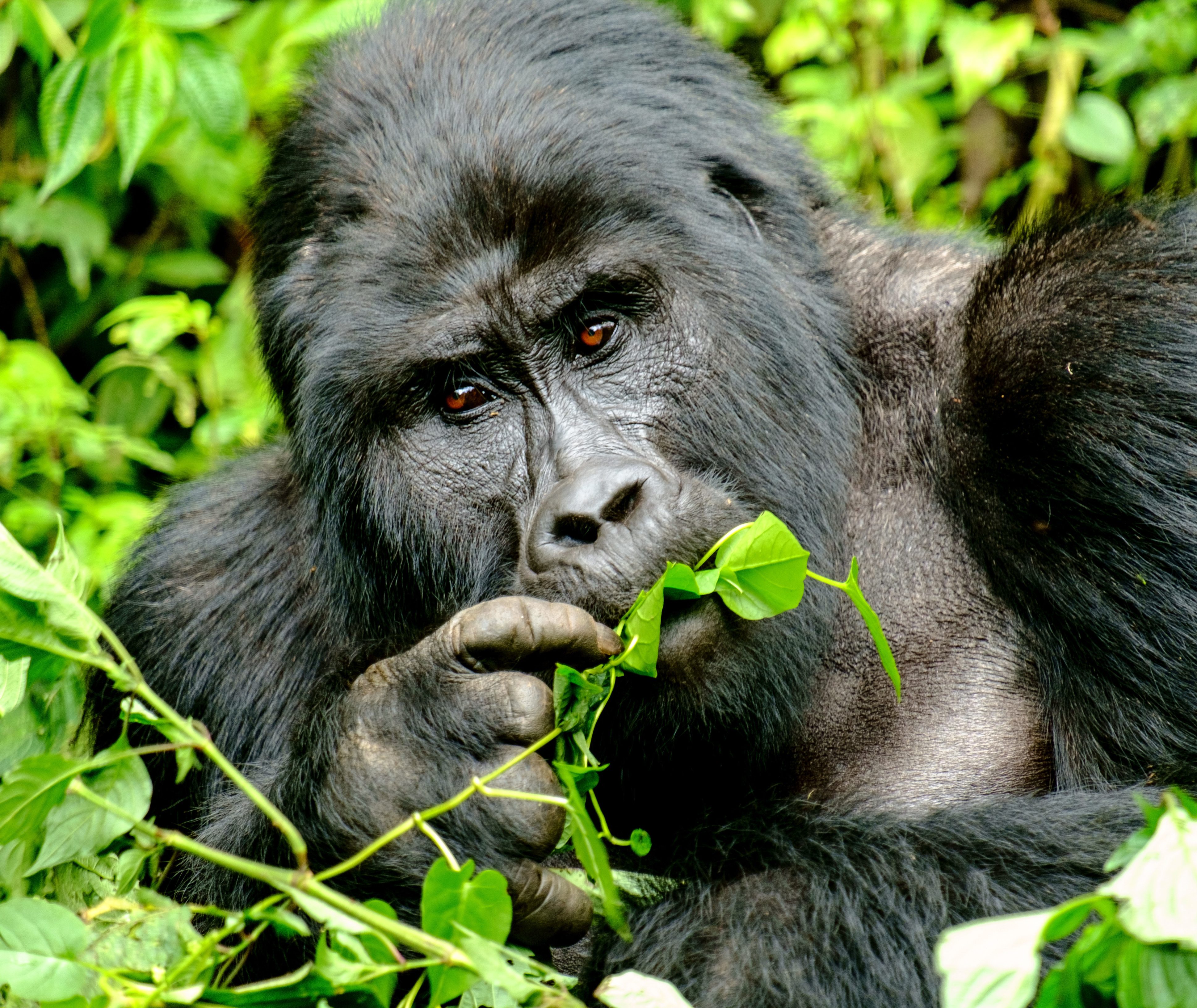 Oeganda Gorilla